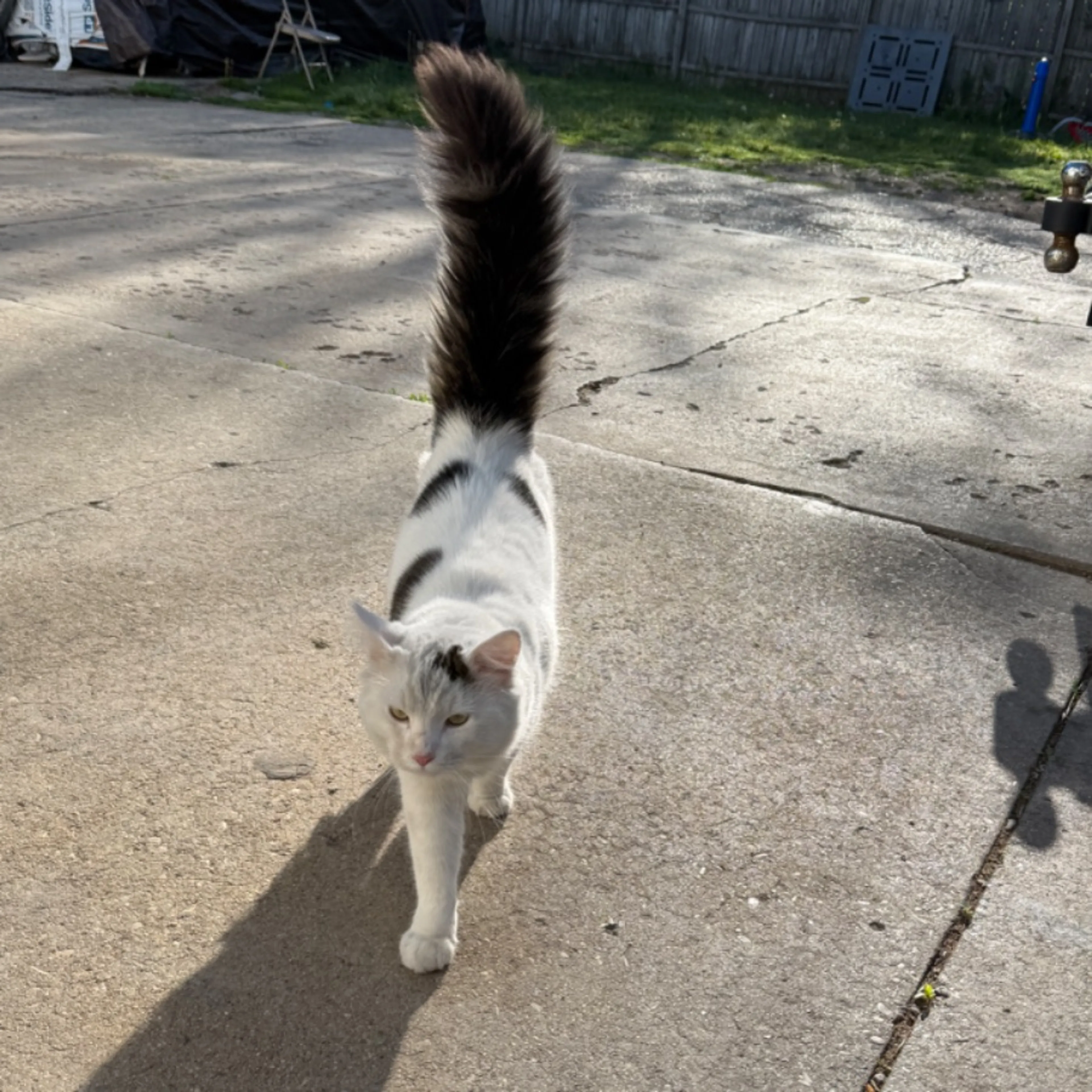 Found pet
