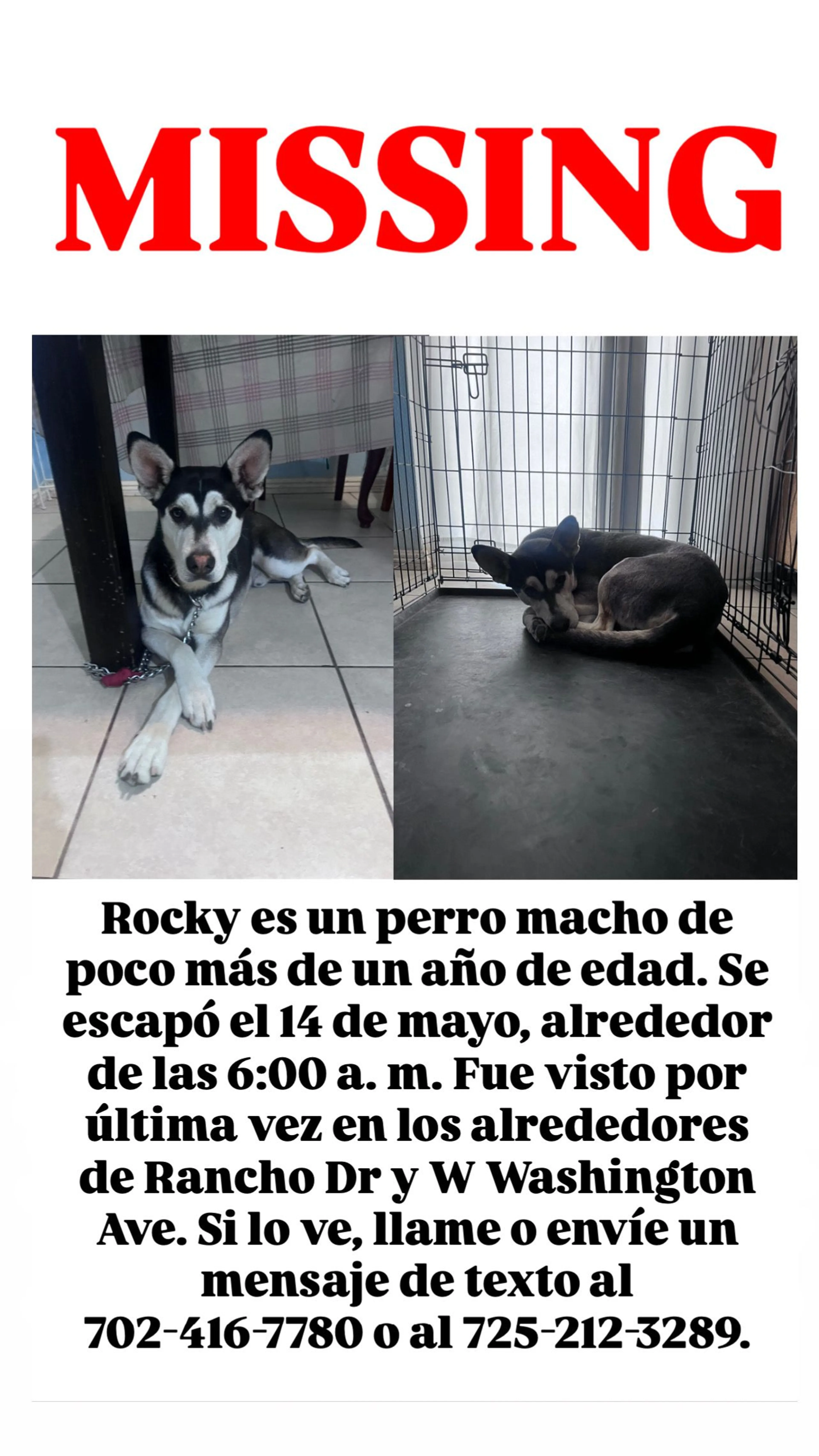 Lost pet-1
