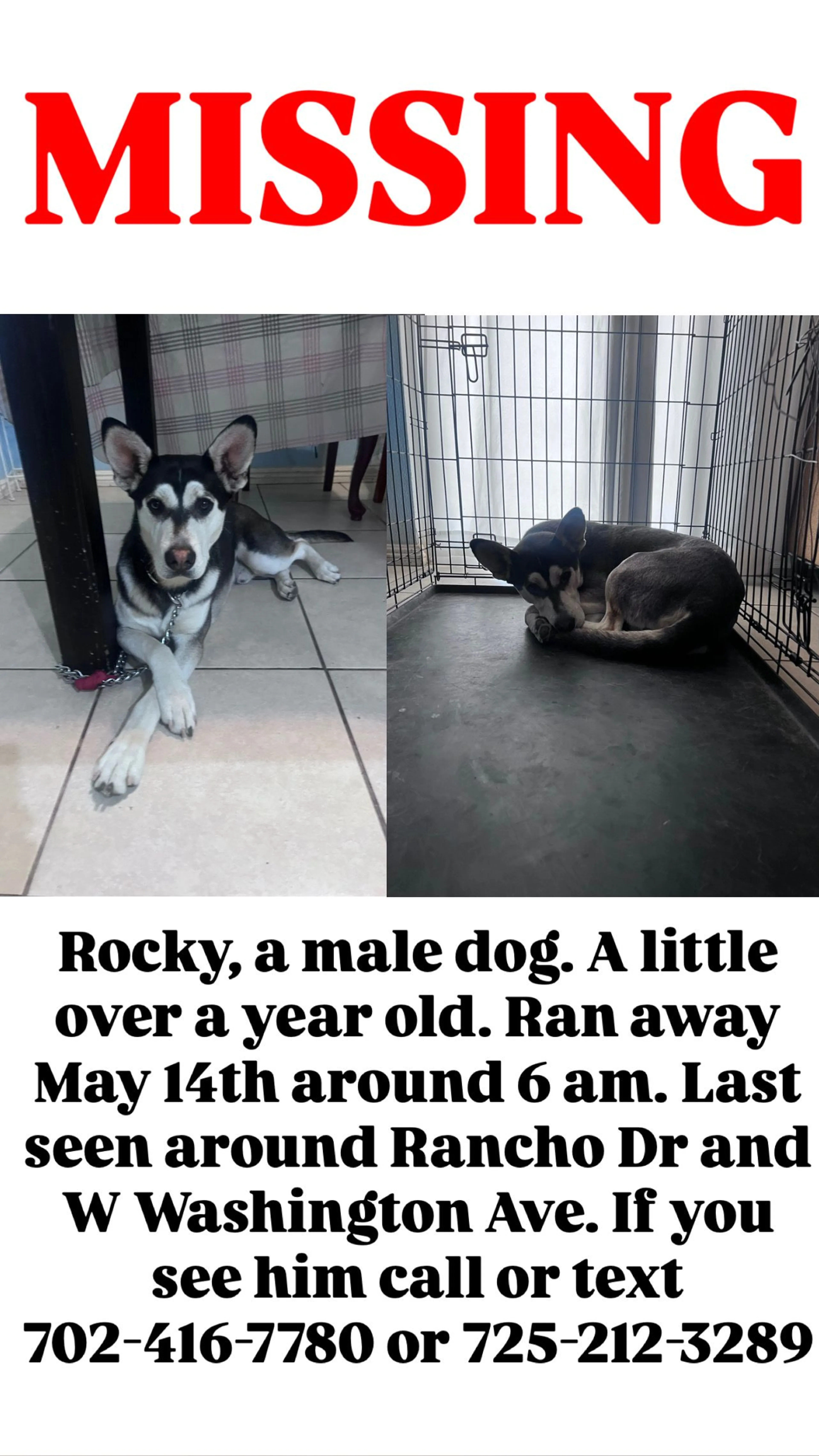 Lost pet-0