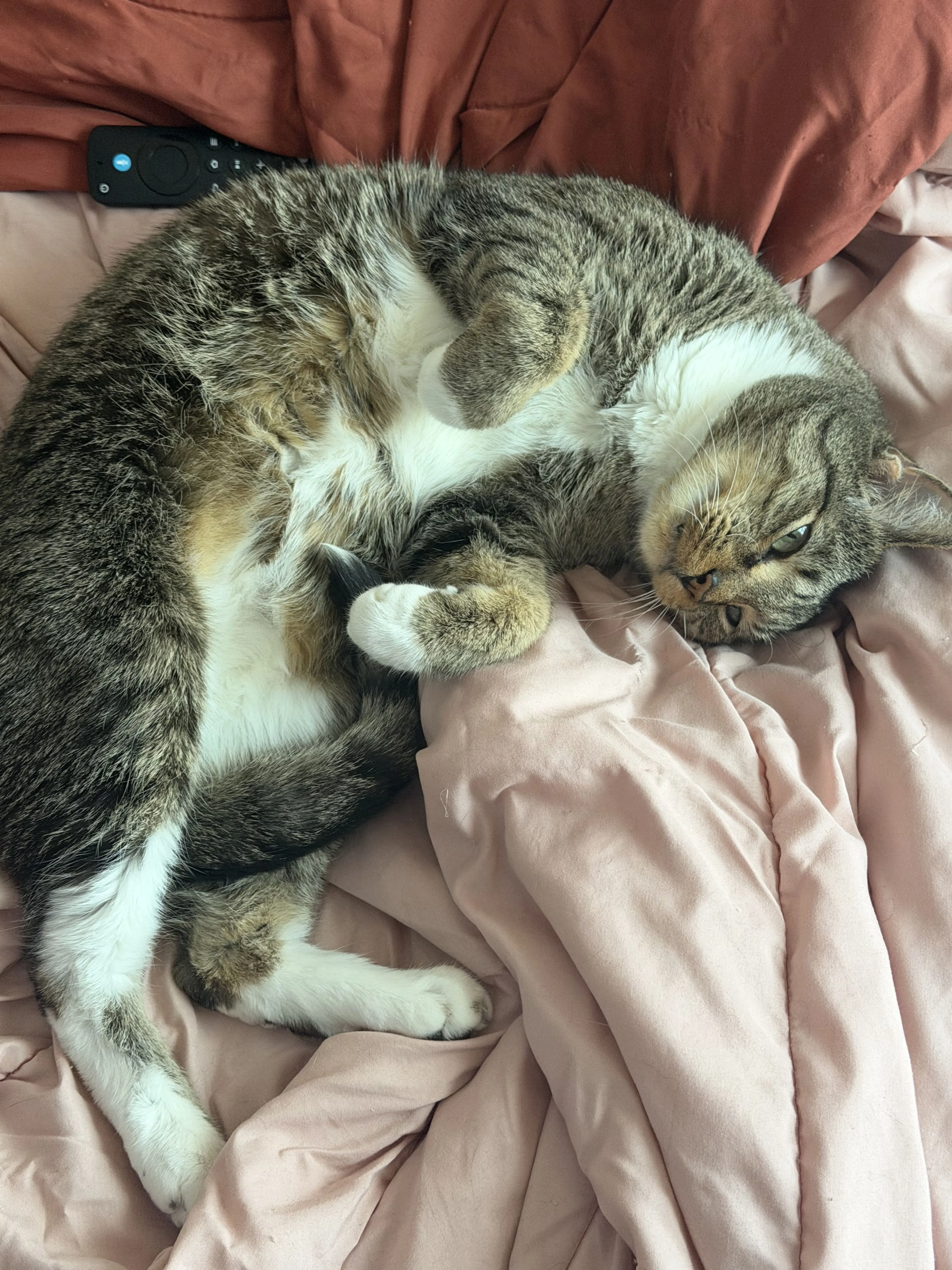 Lost pet-2