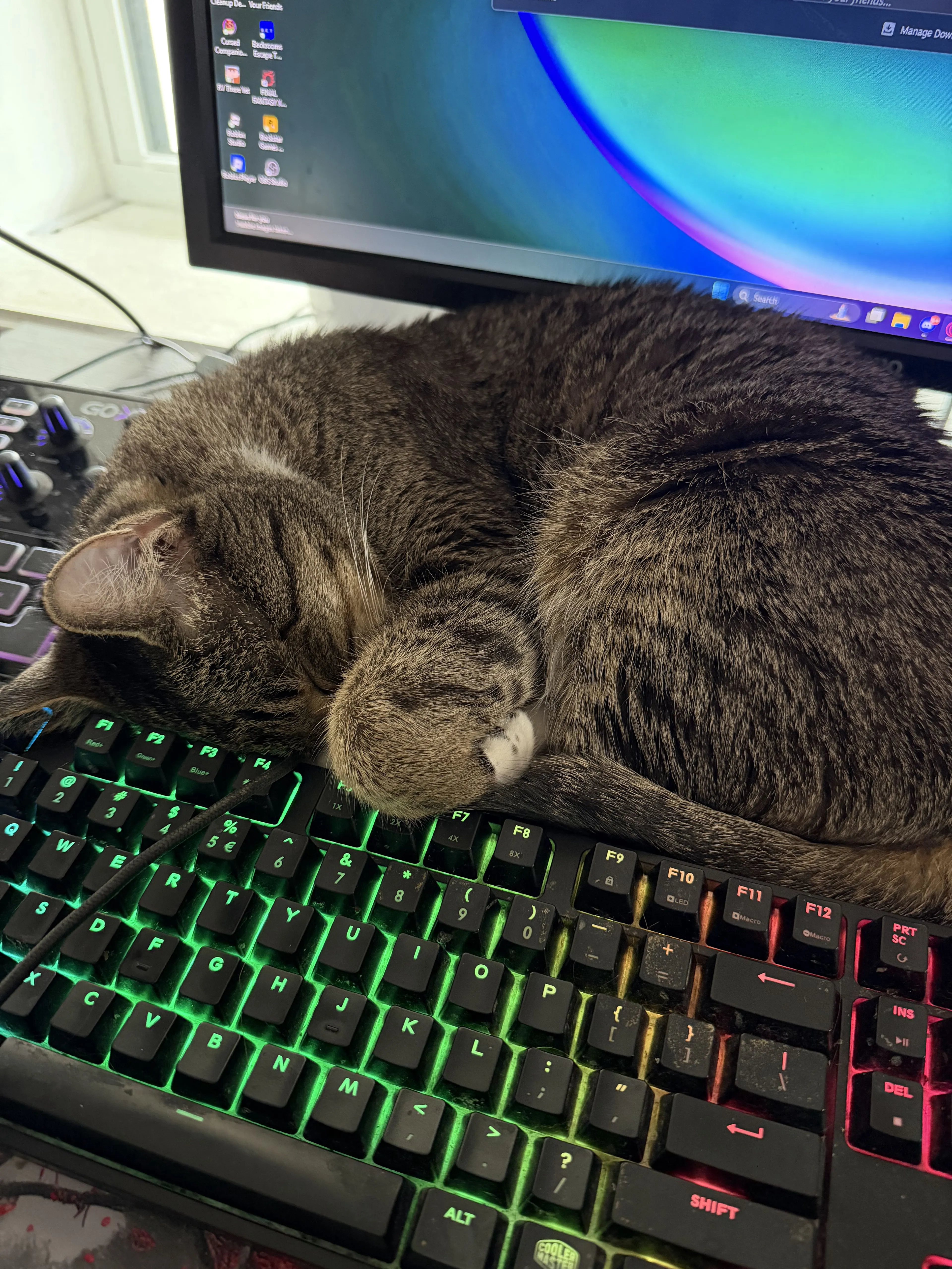 Lost pet-3