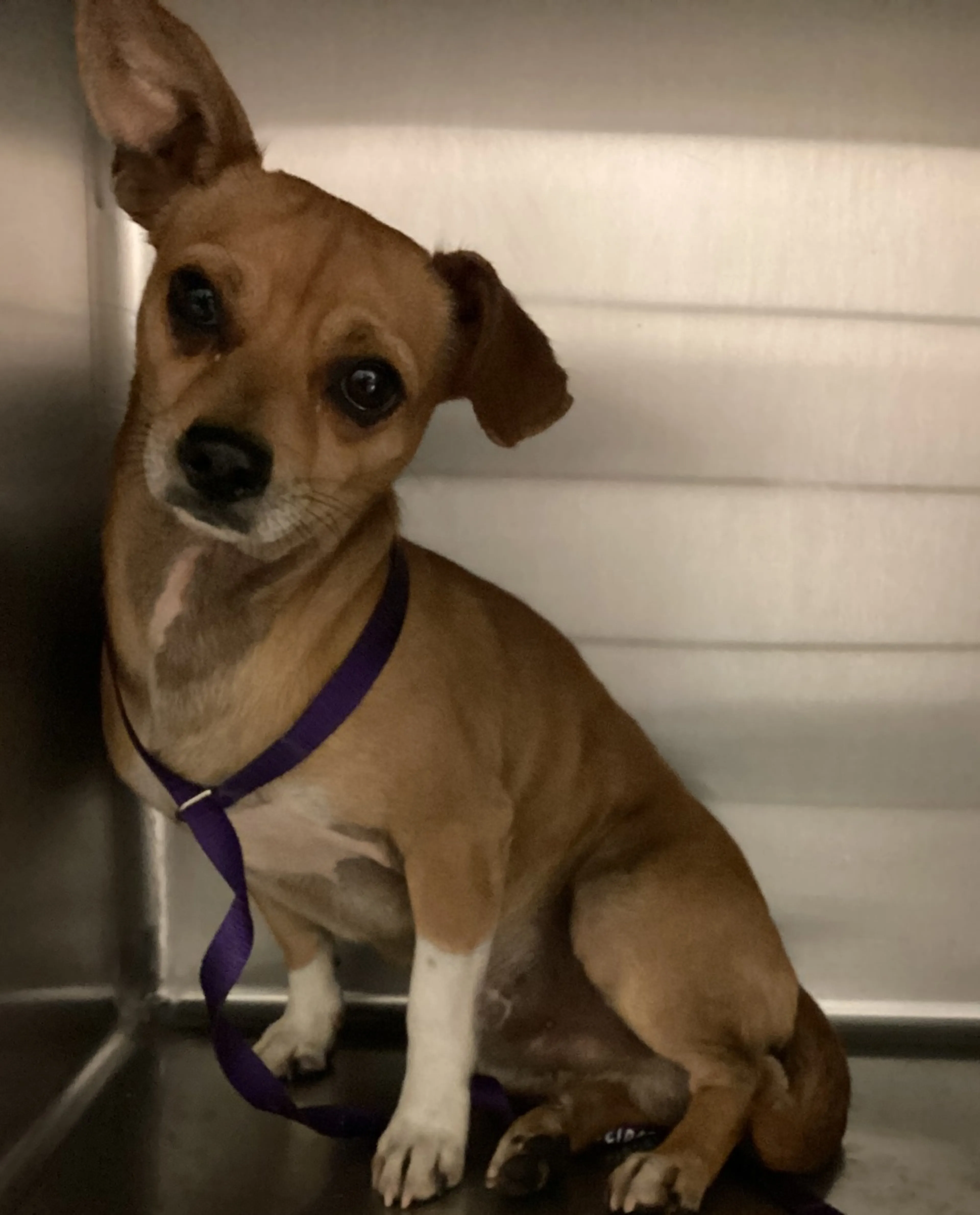 Found pet