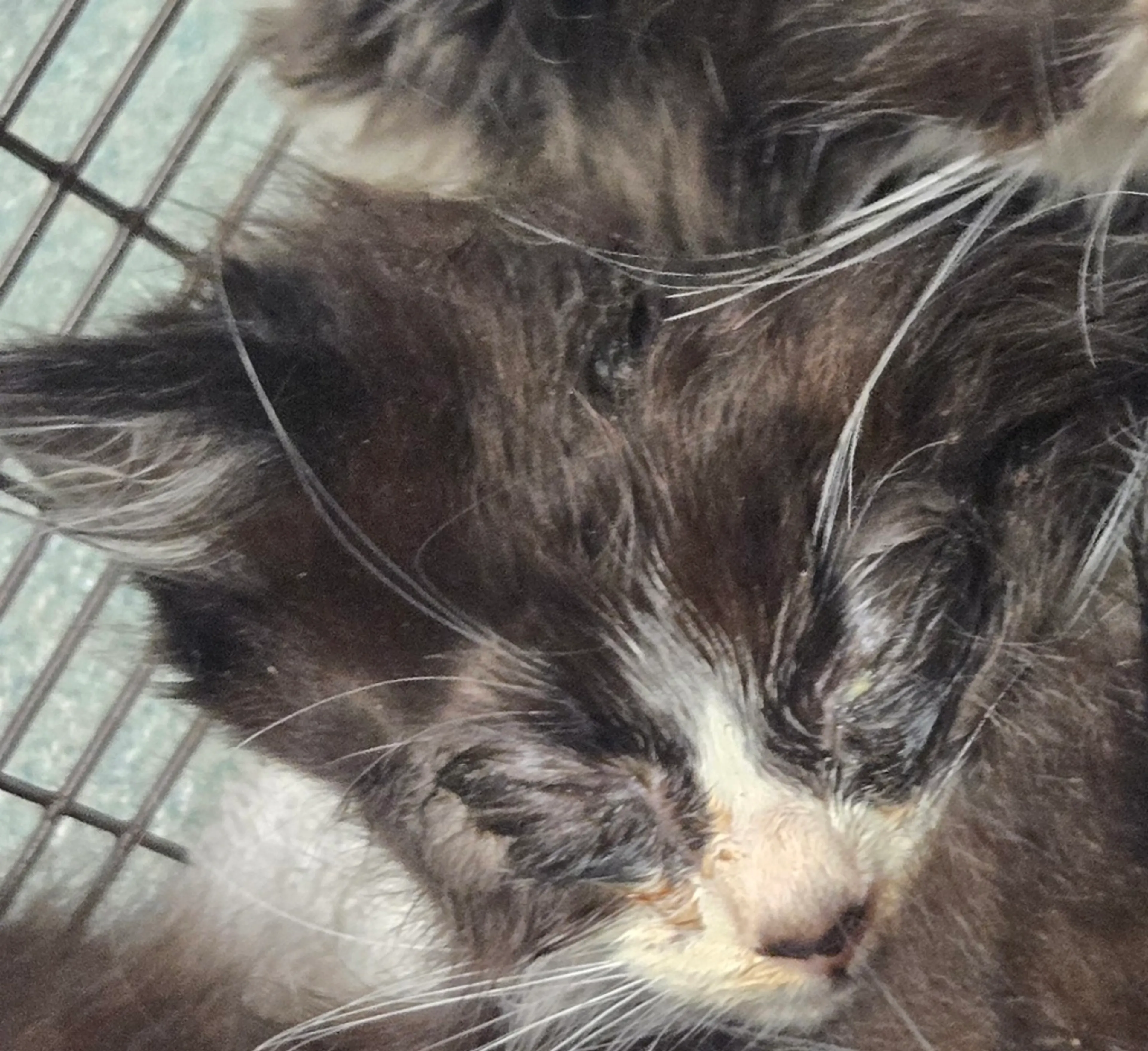 Found pet