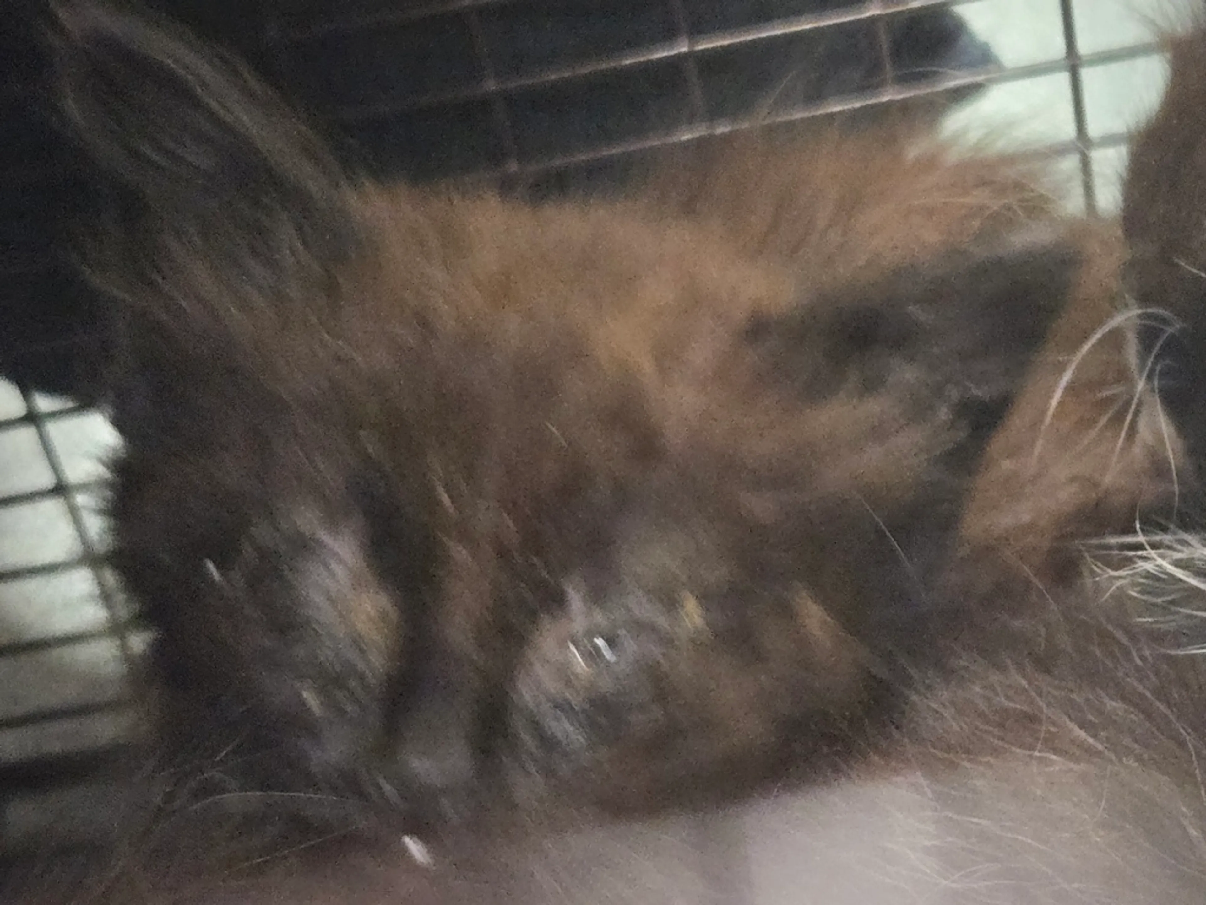 Found pet
