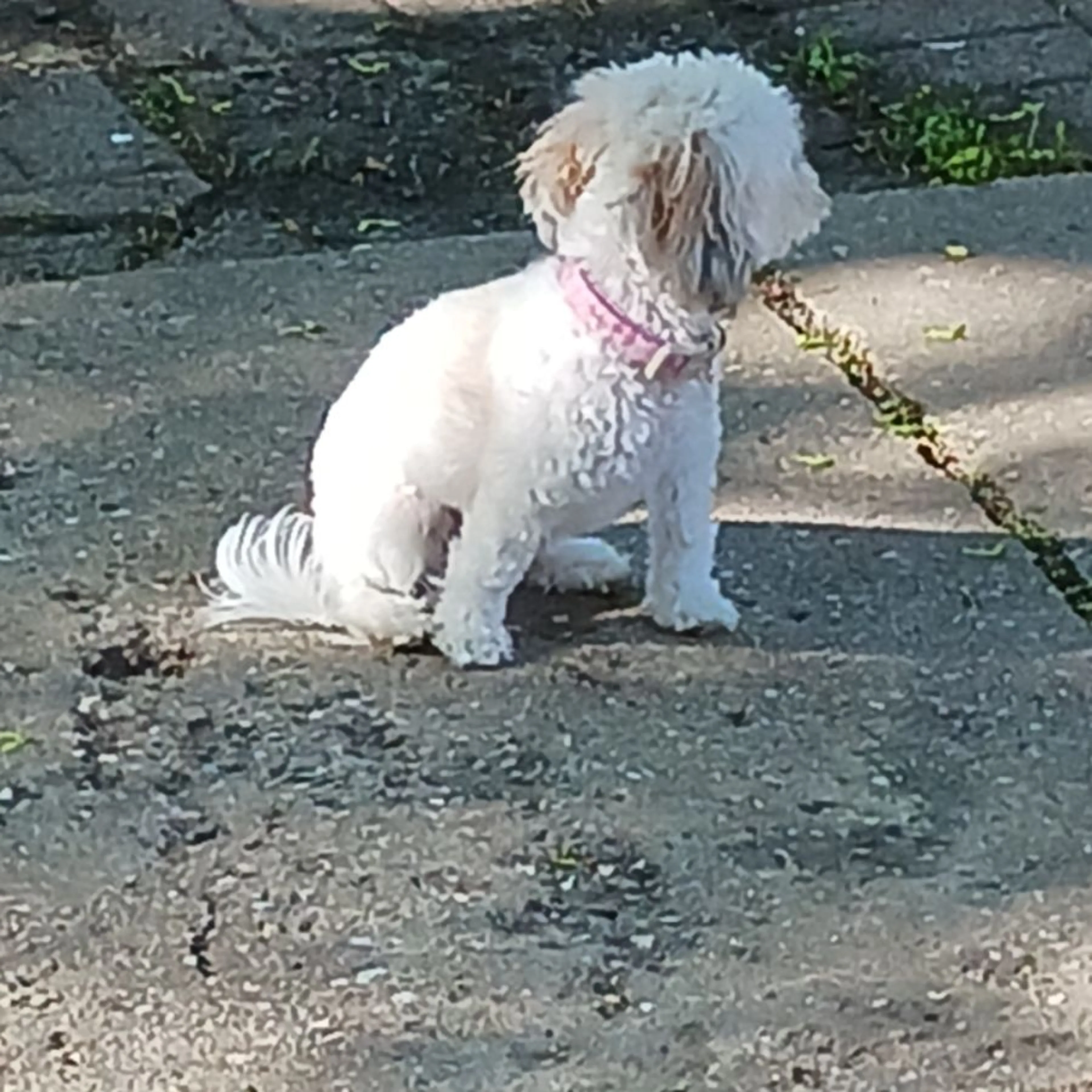 Found pet