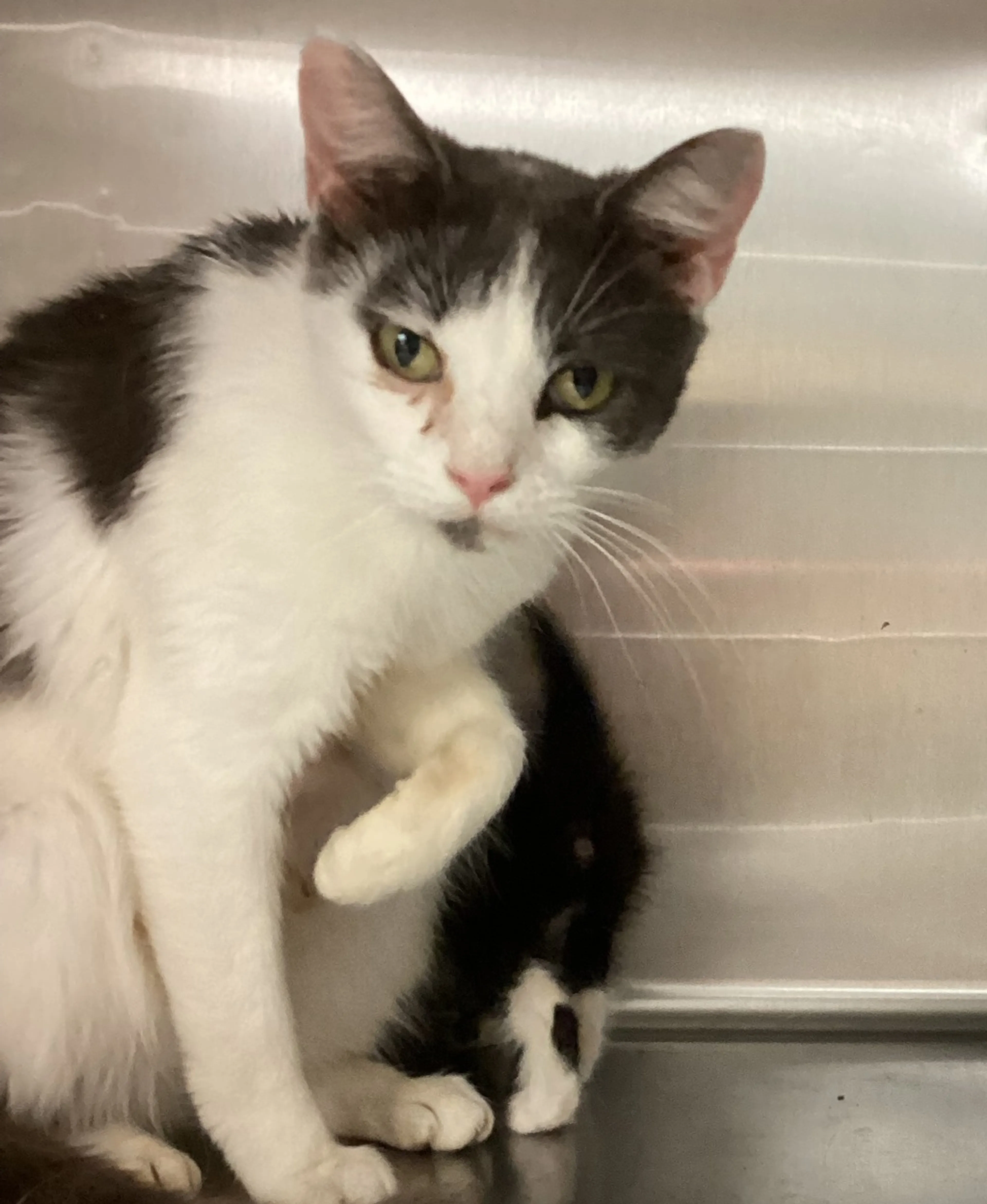 Found pet