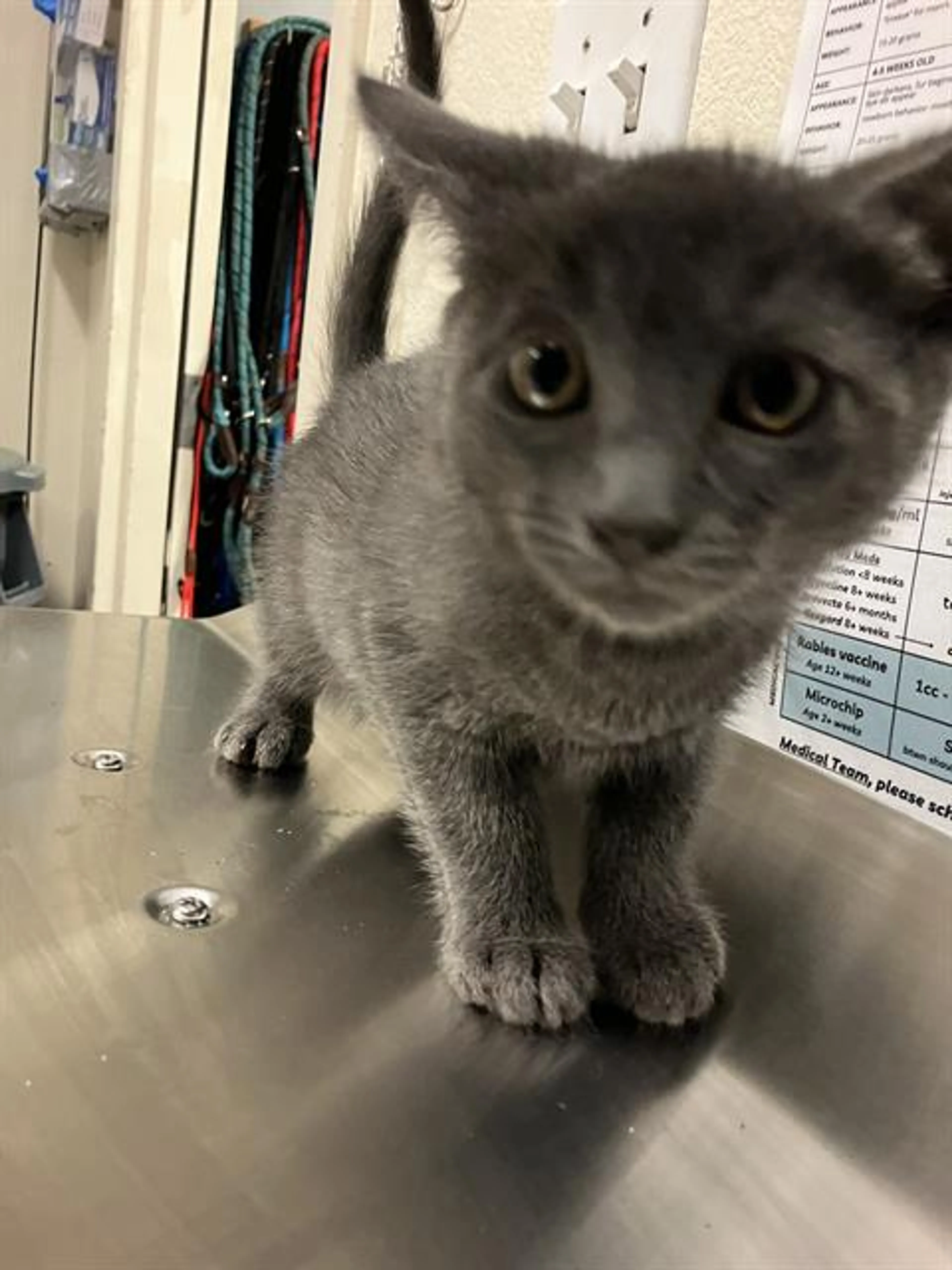 Found pet
