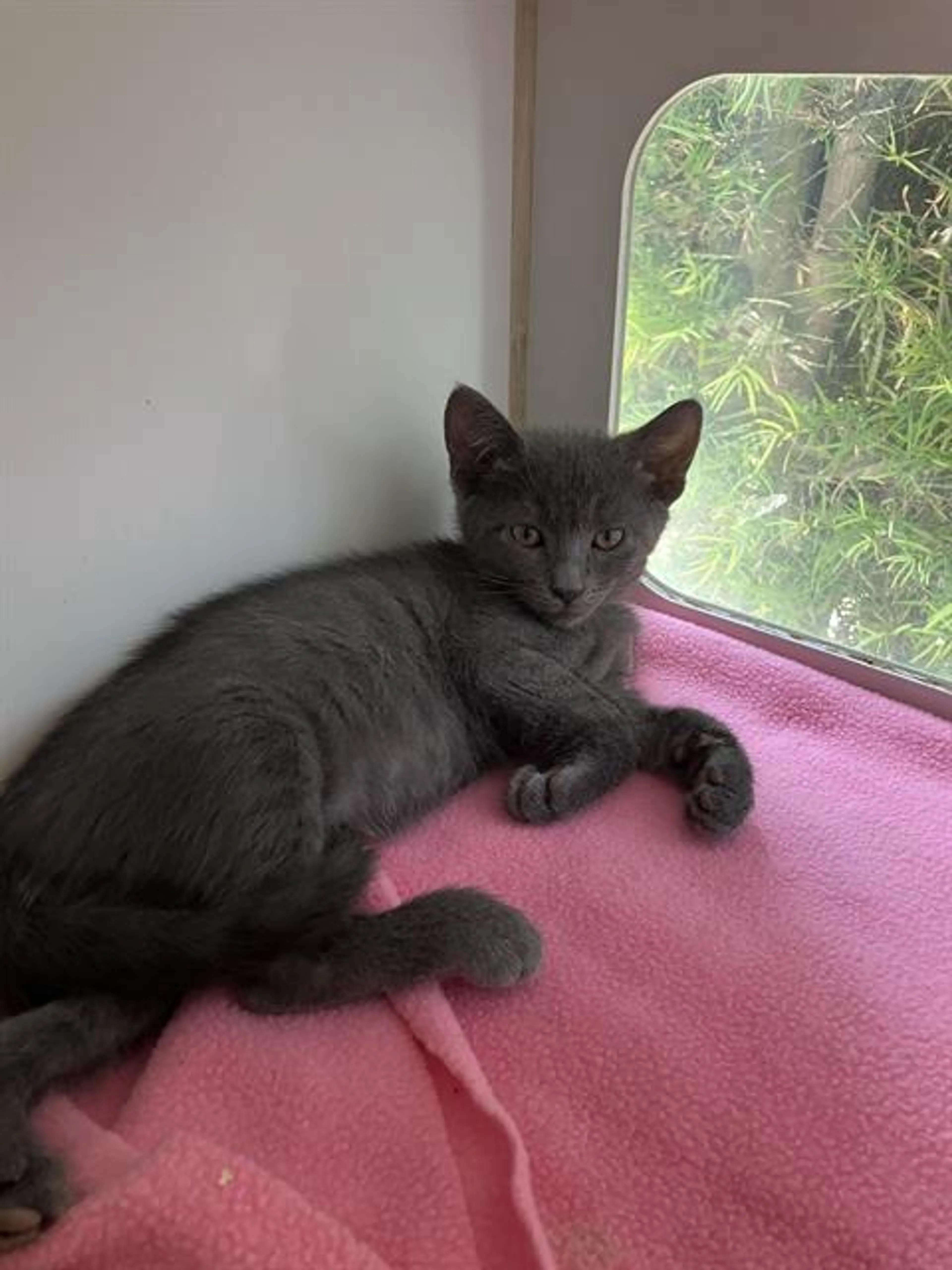 Found pet
