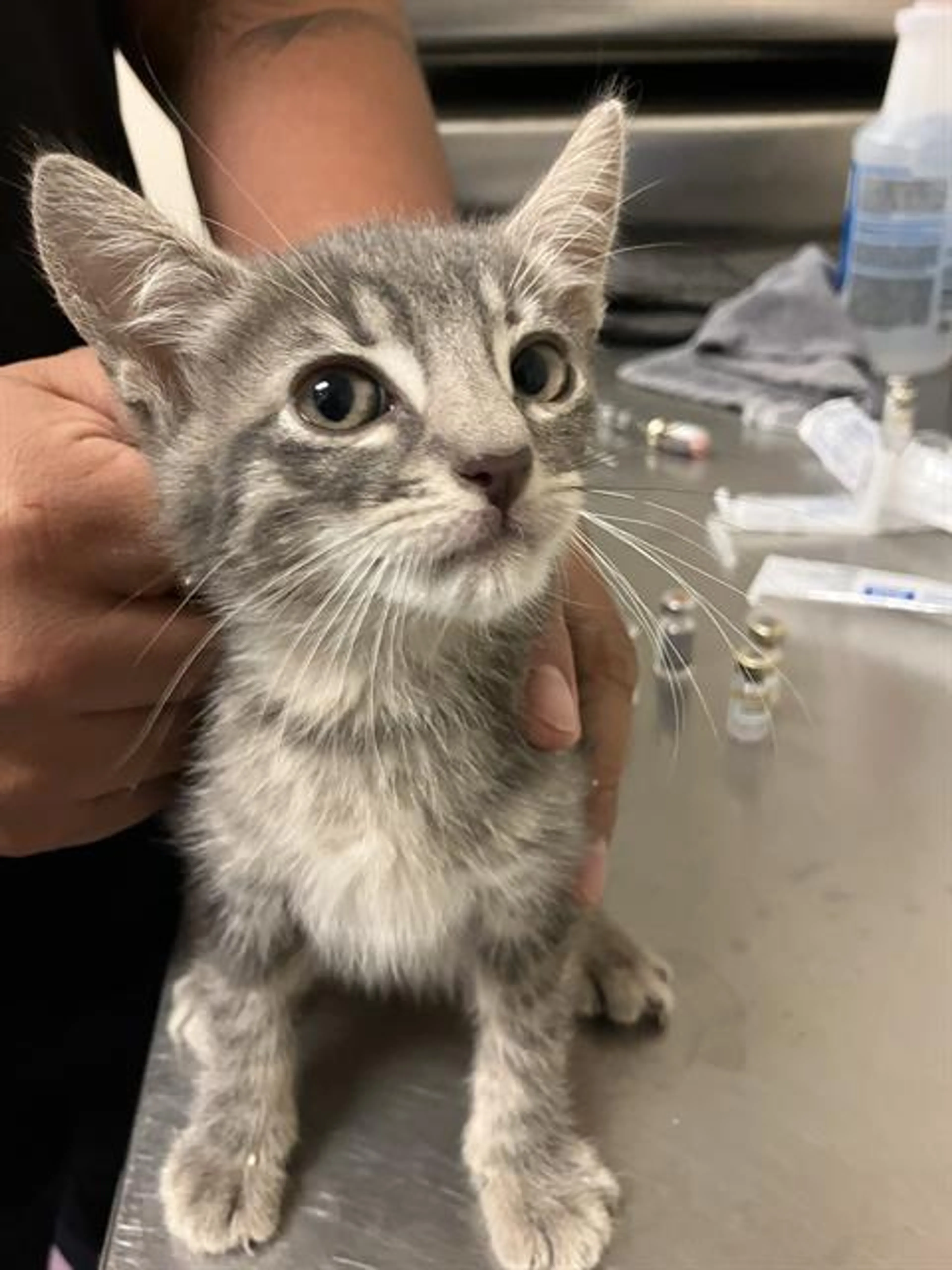 Found pet