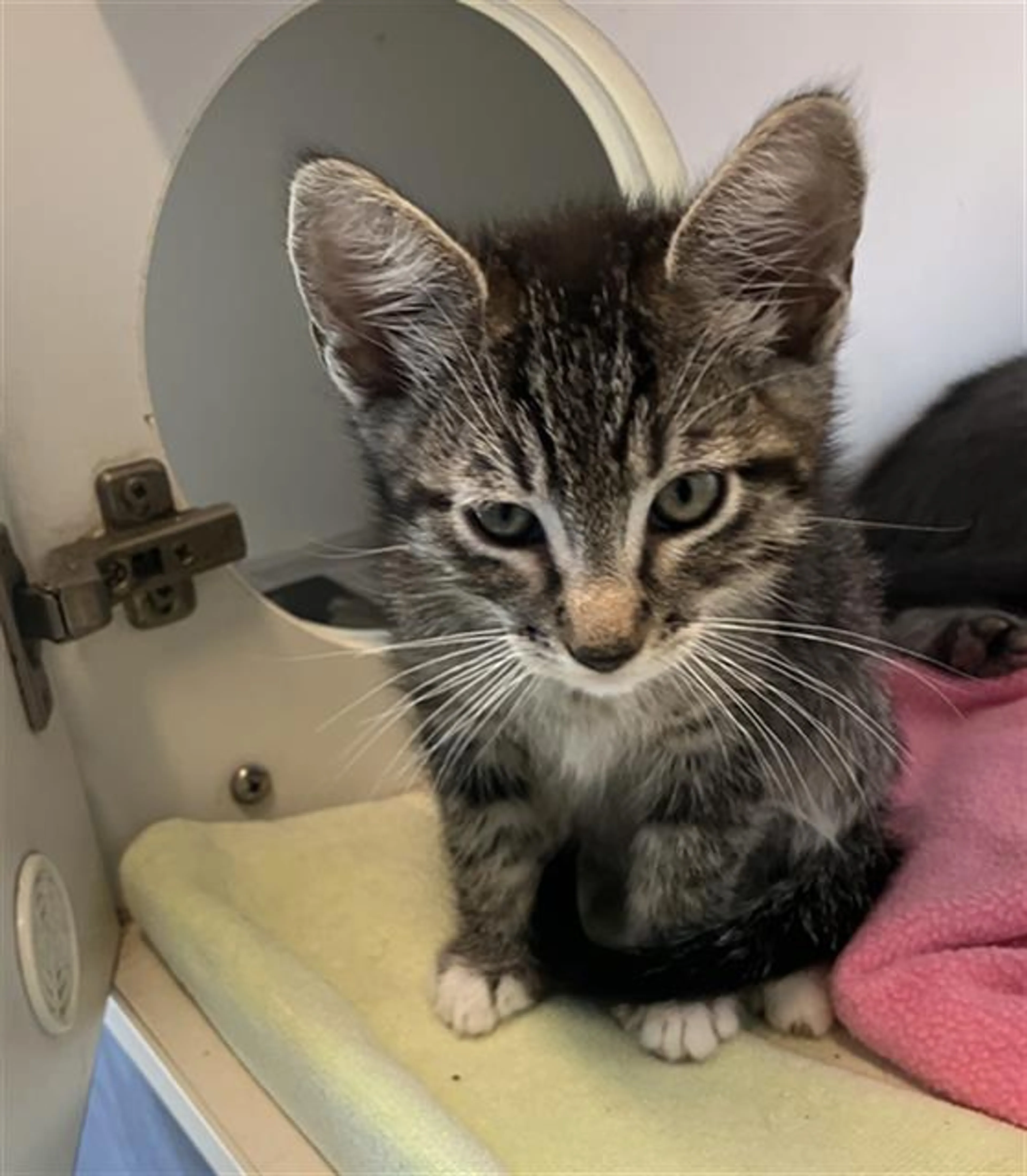Found pet