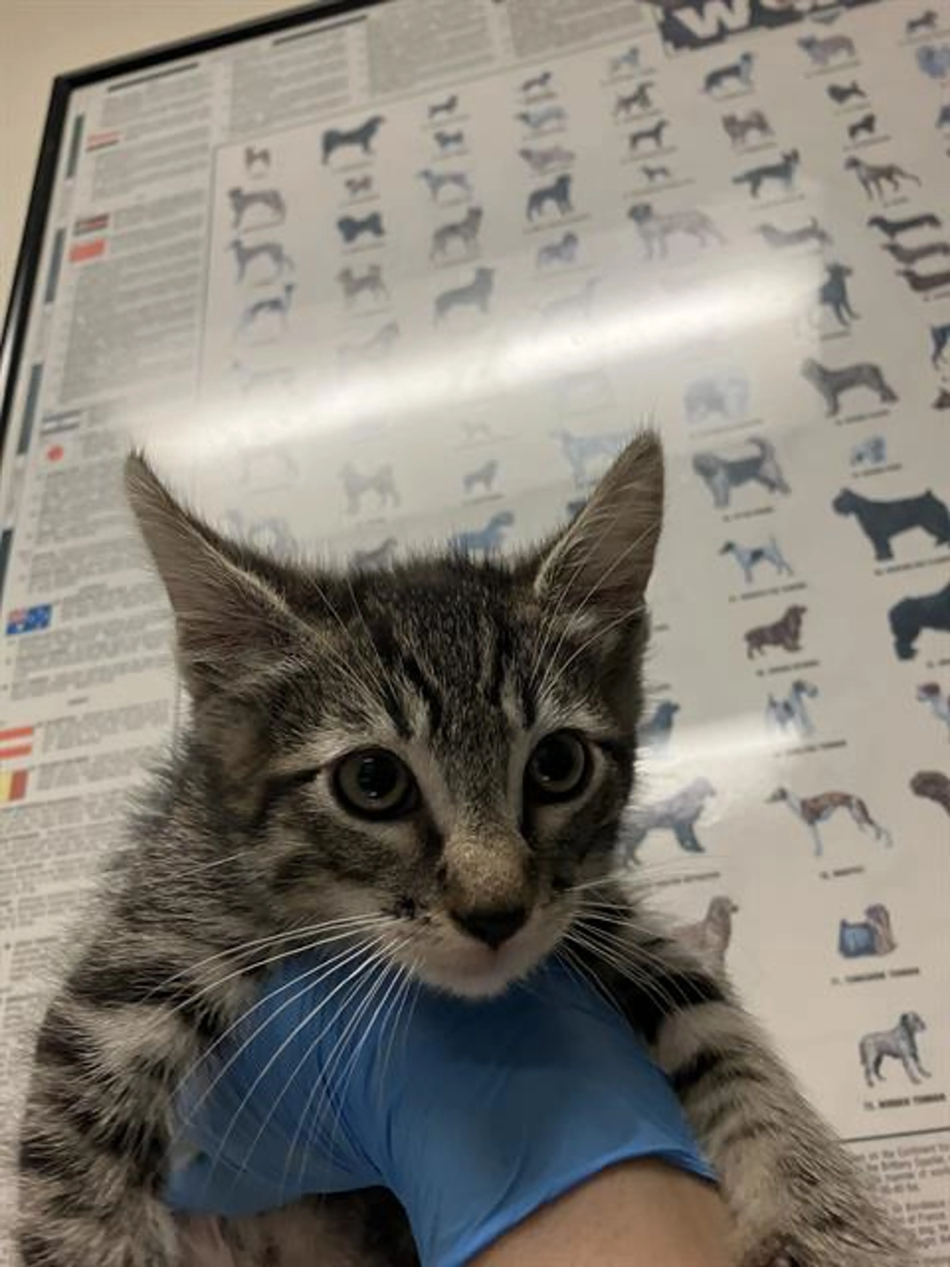 Found pet