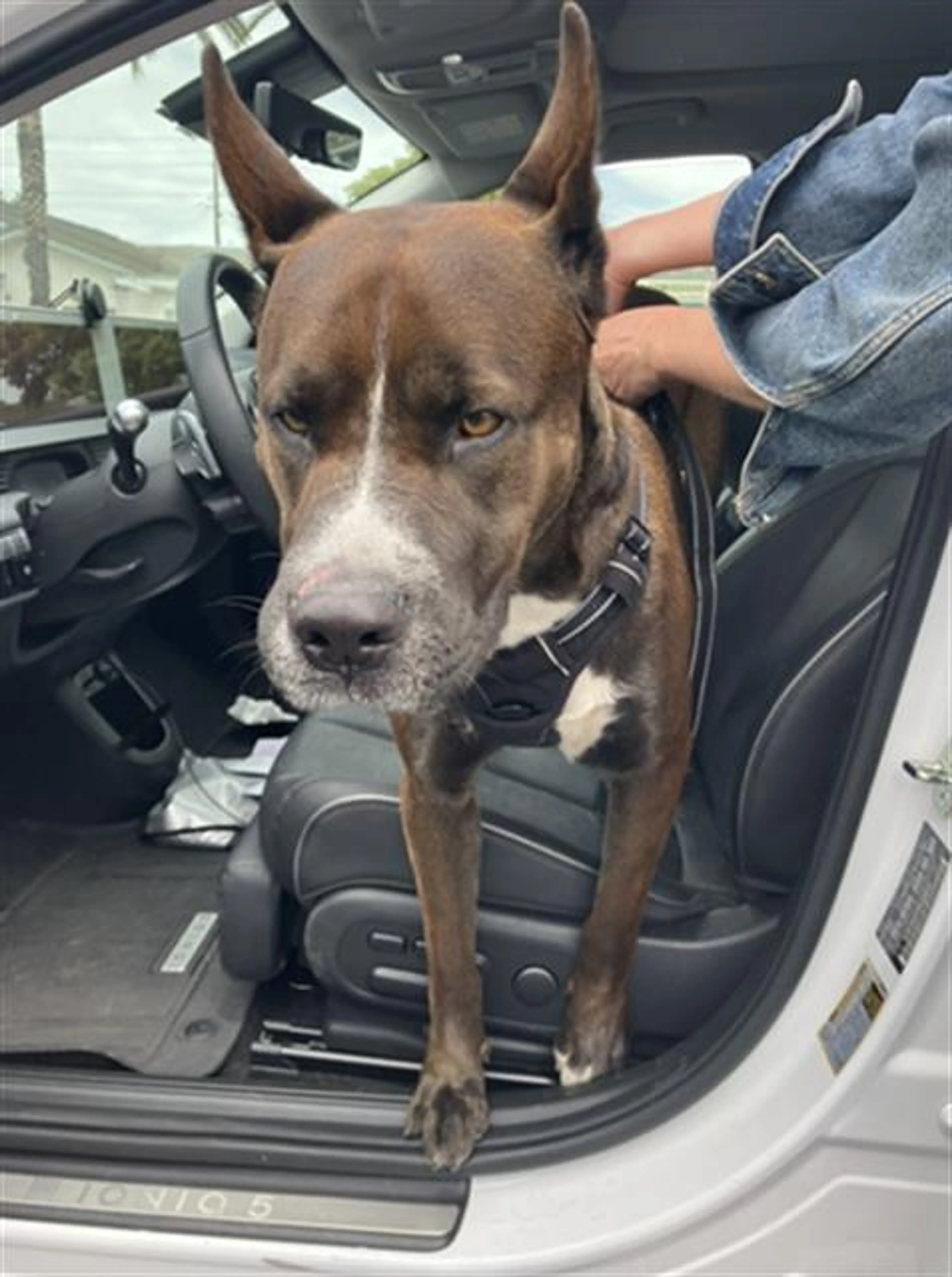 Found pet