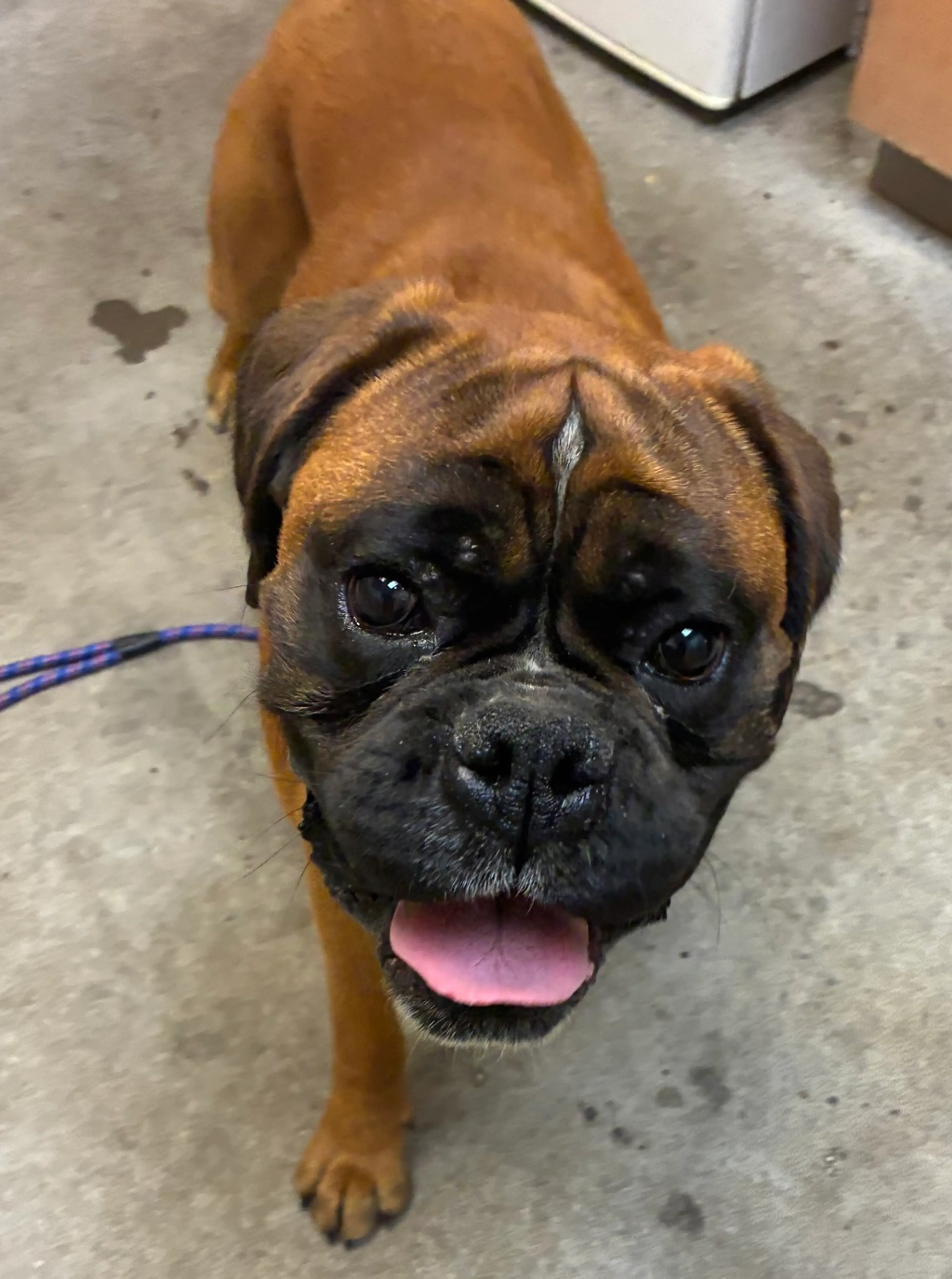 Found pet