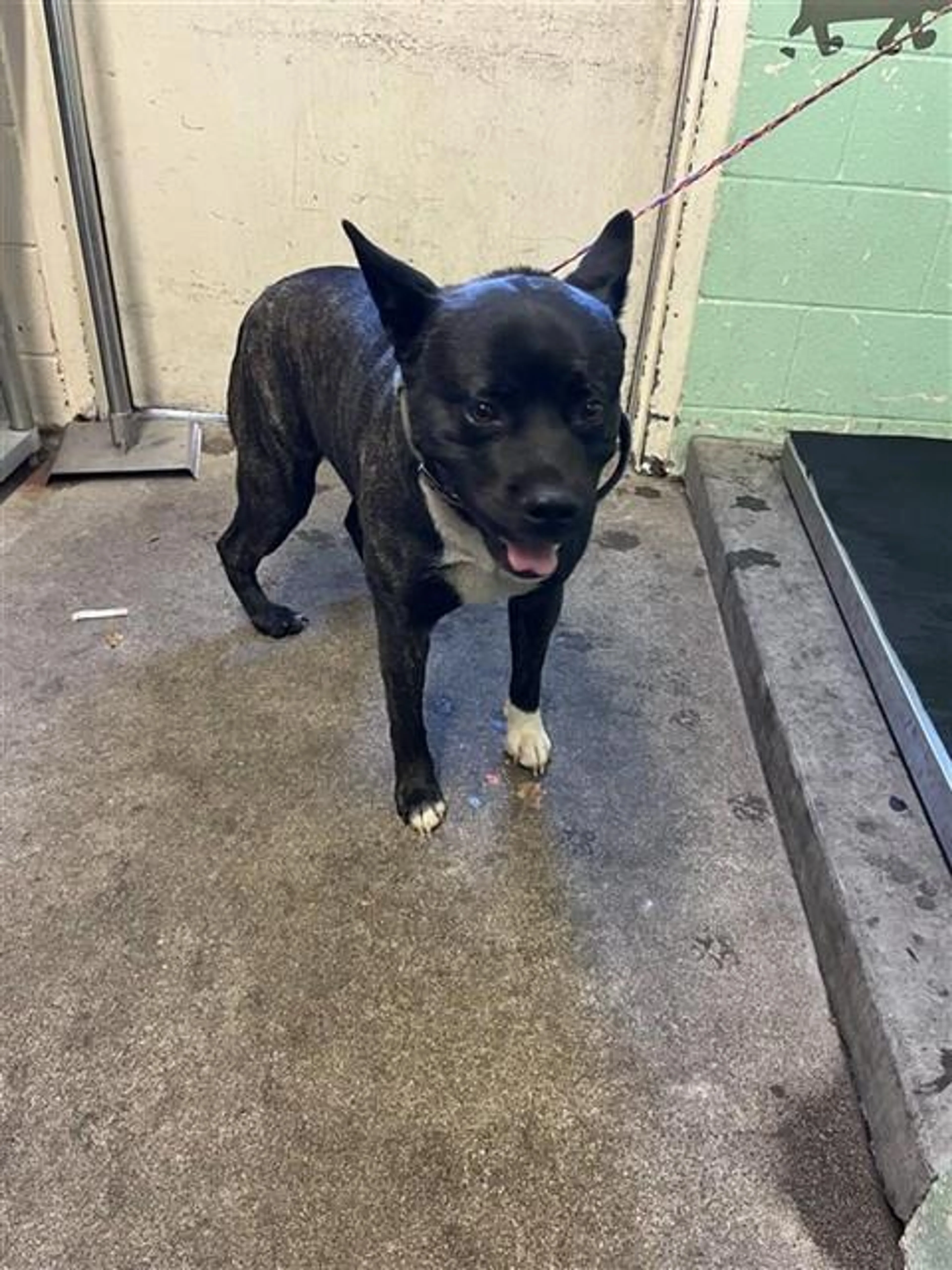 Found pet