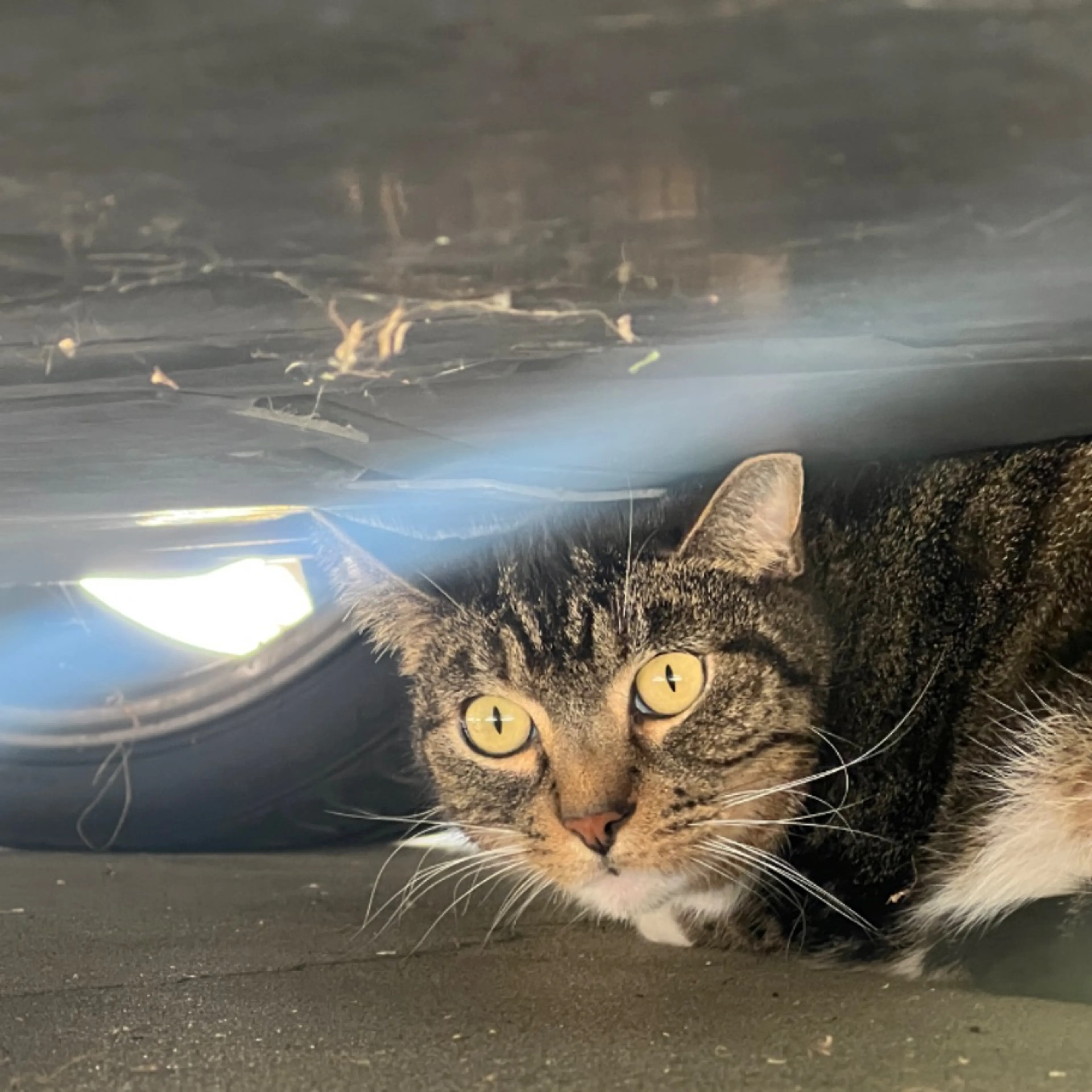 Found pet