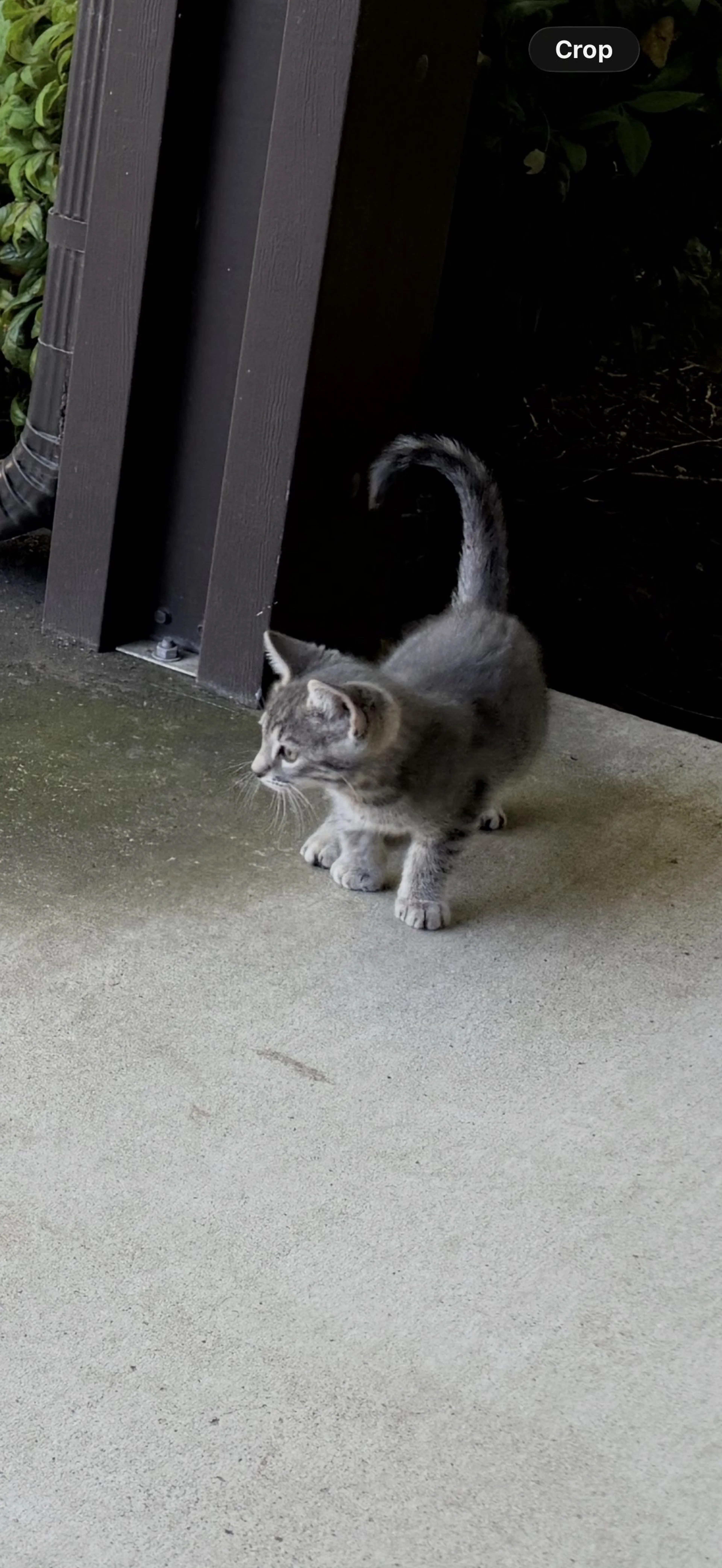 Lost pet