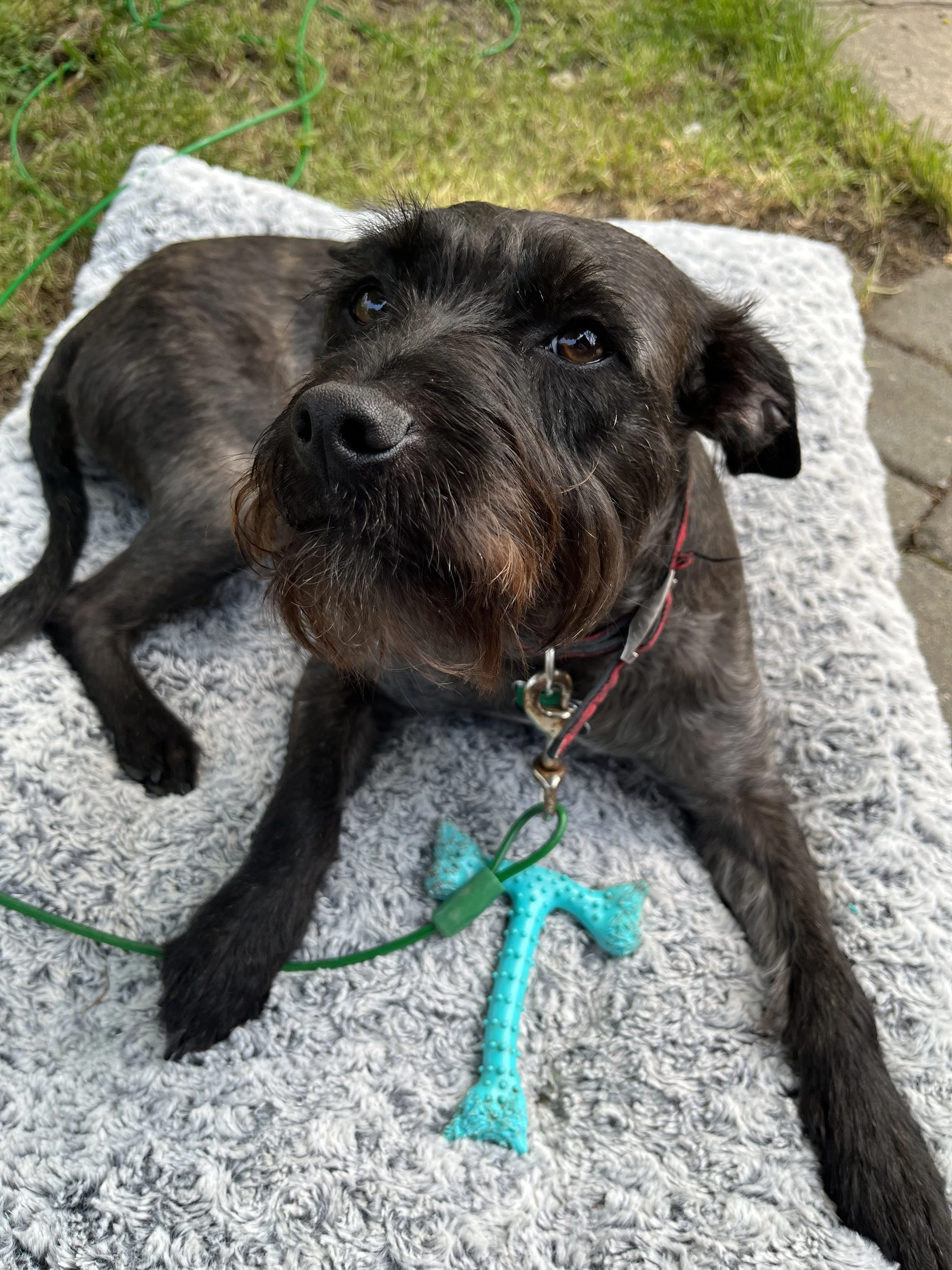 Lost pet