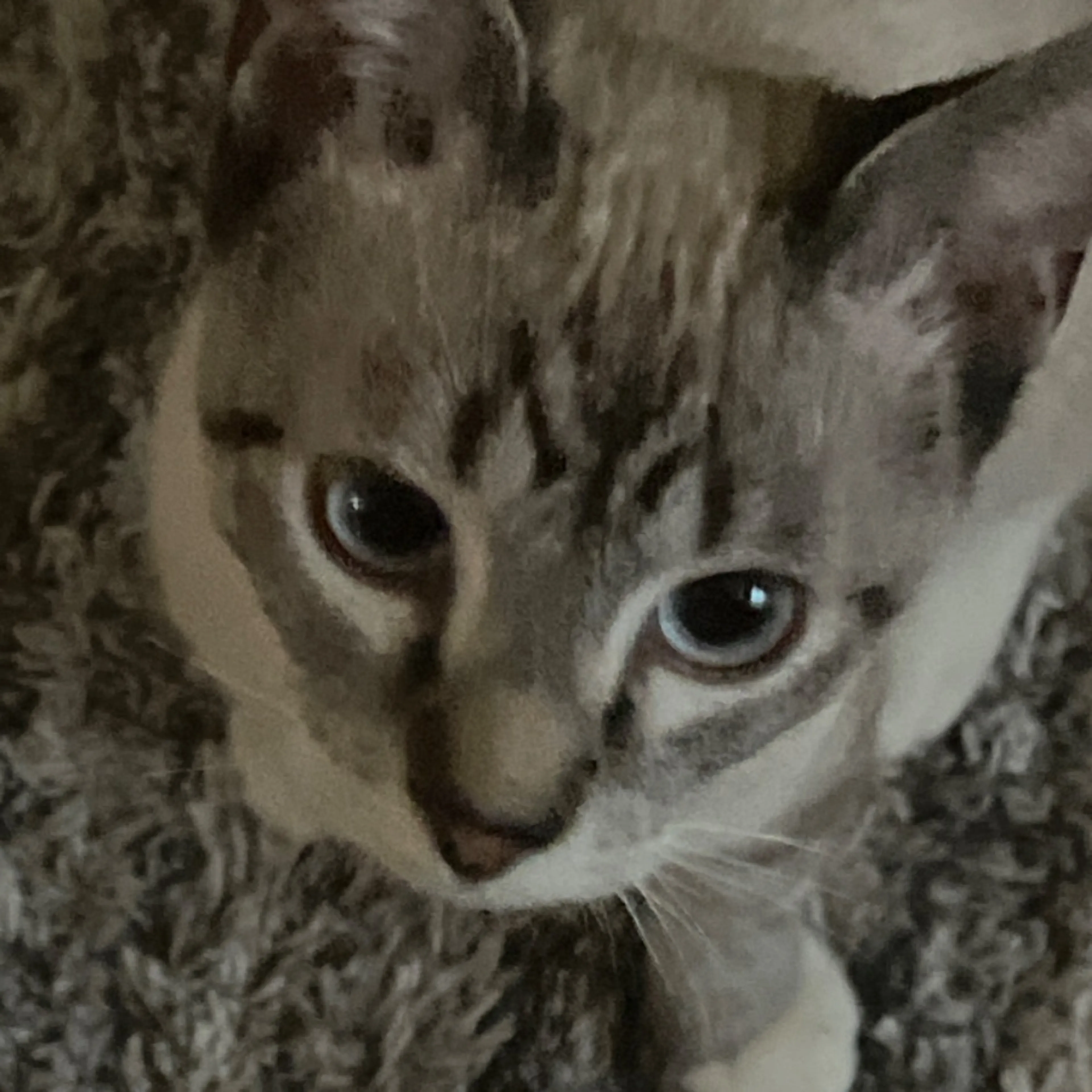 Lost pet