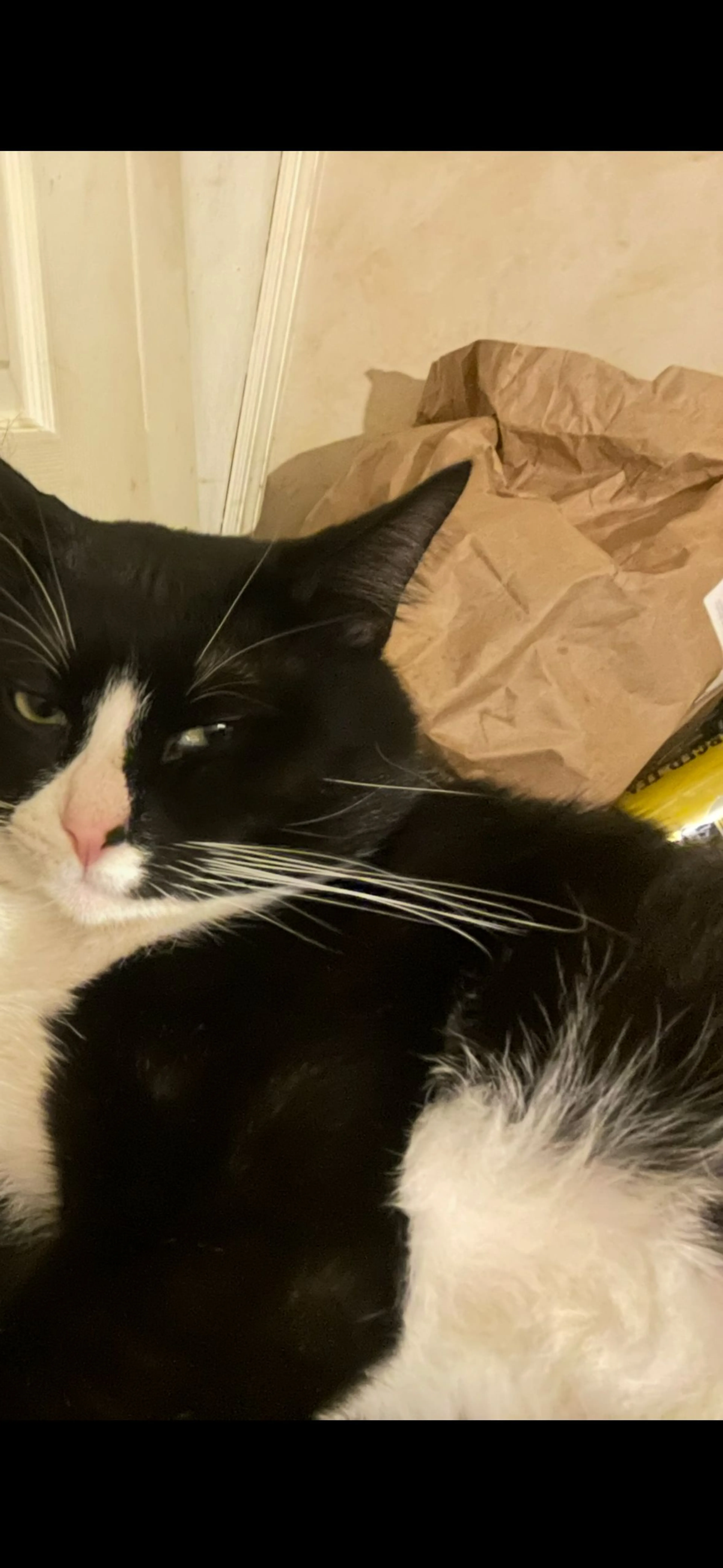 Lost pet-1