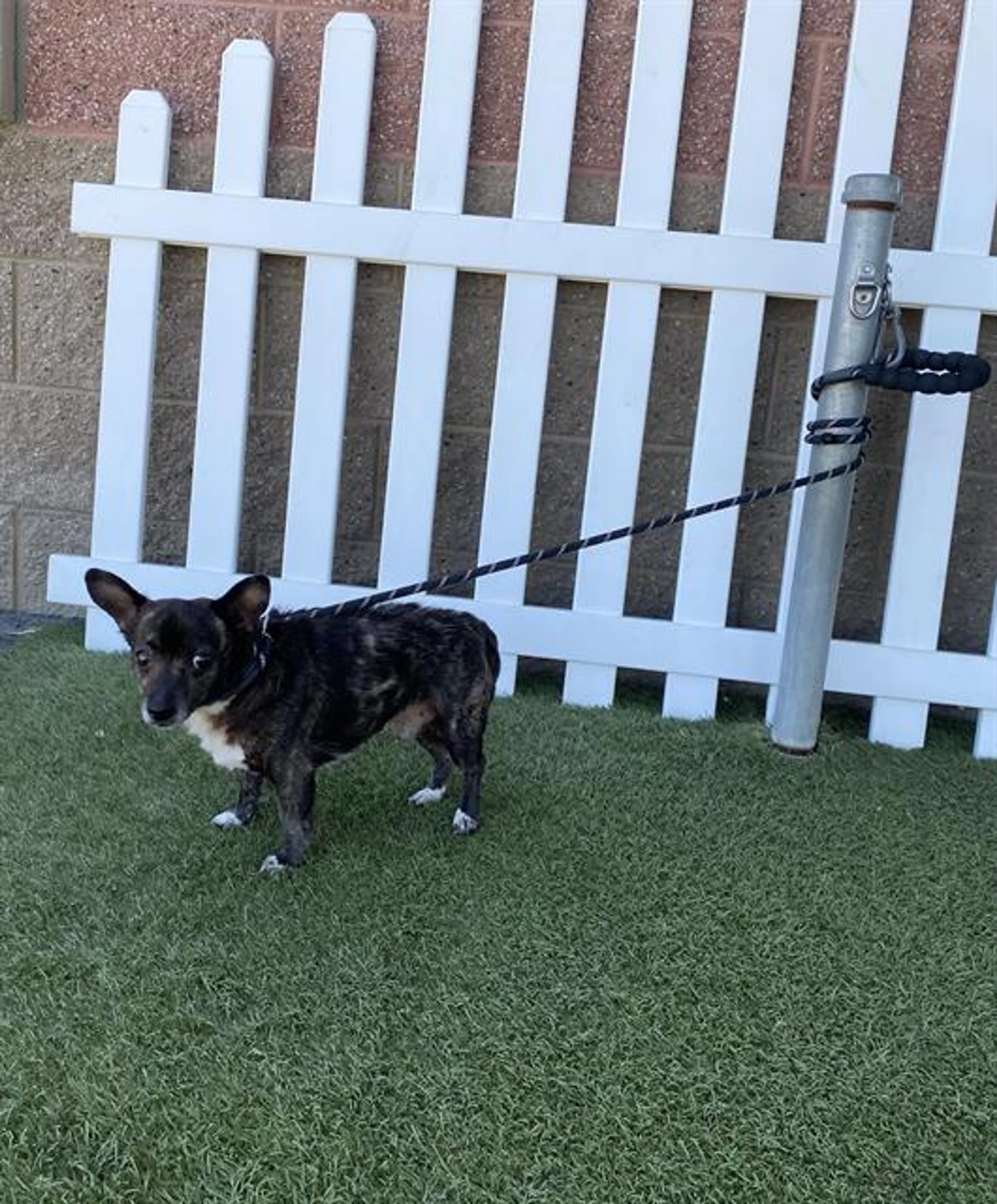 Found pet