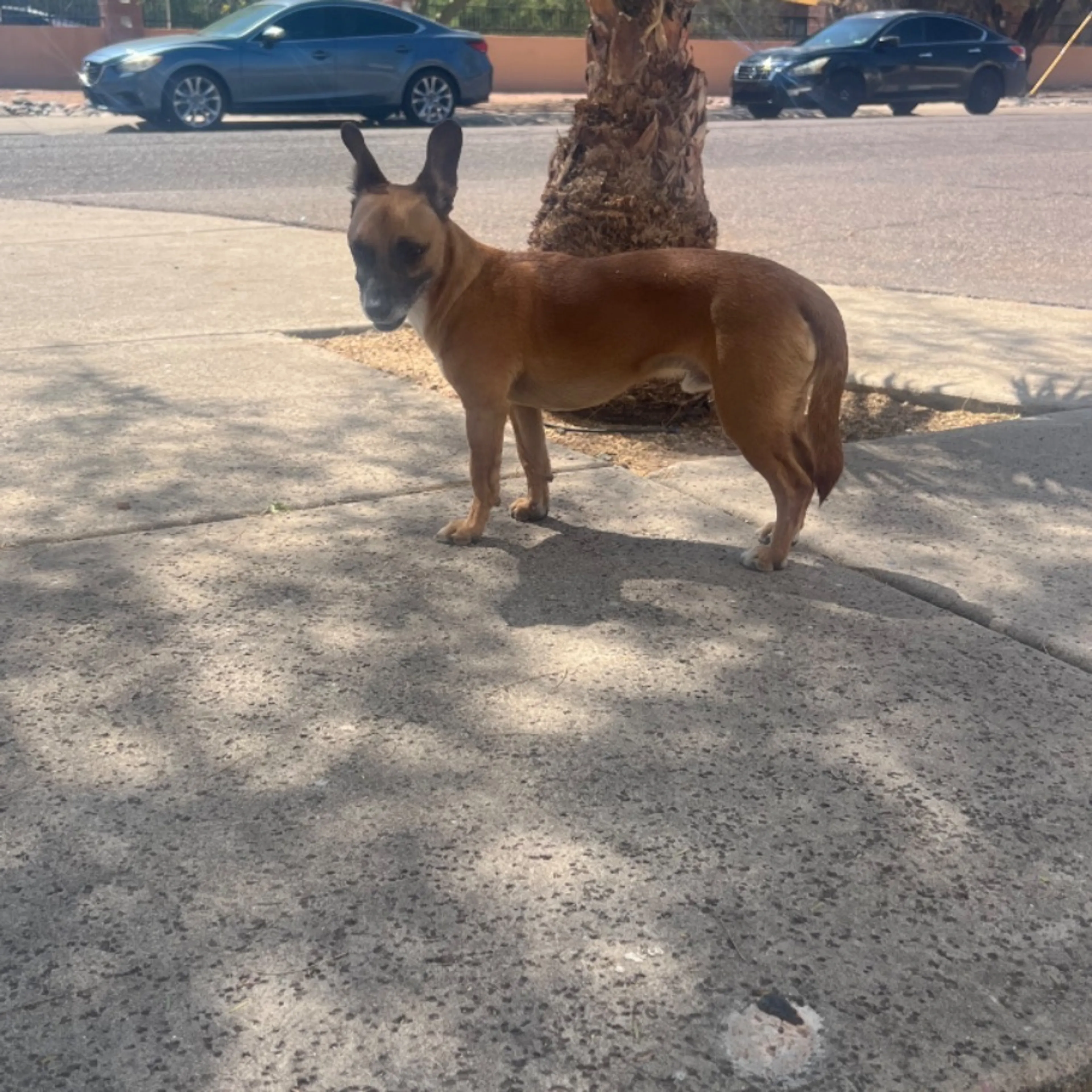 Found pet