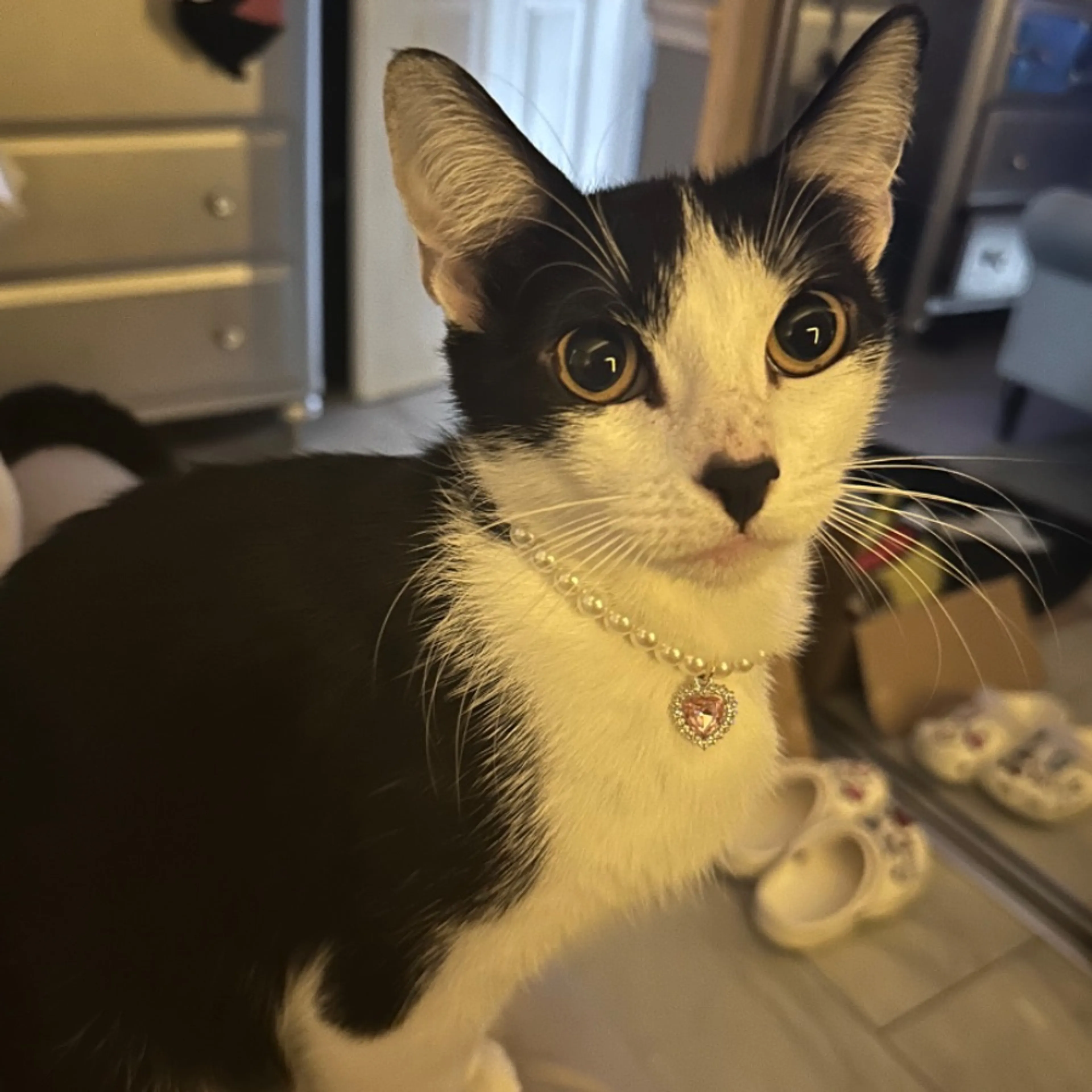 Lost pet