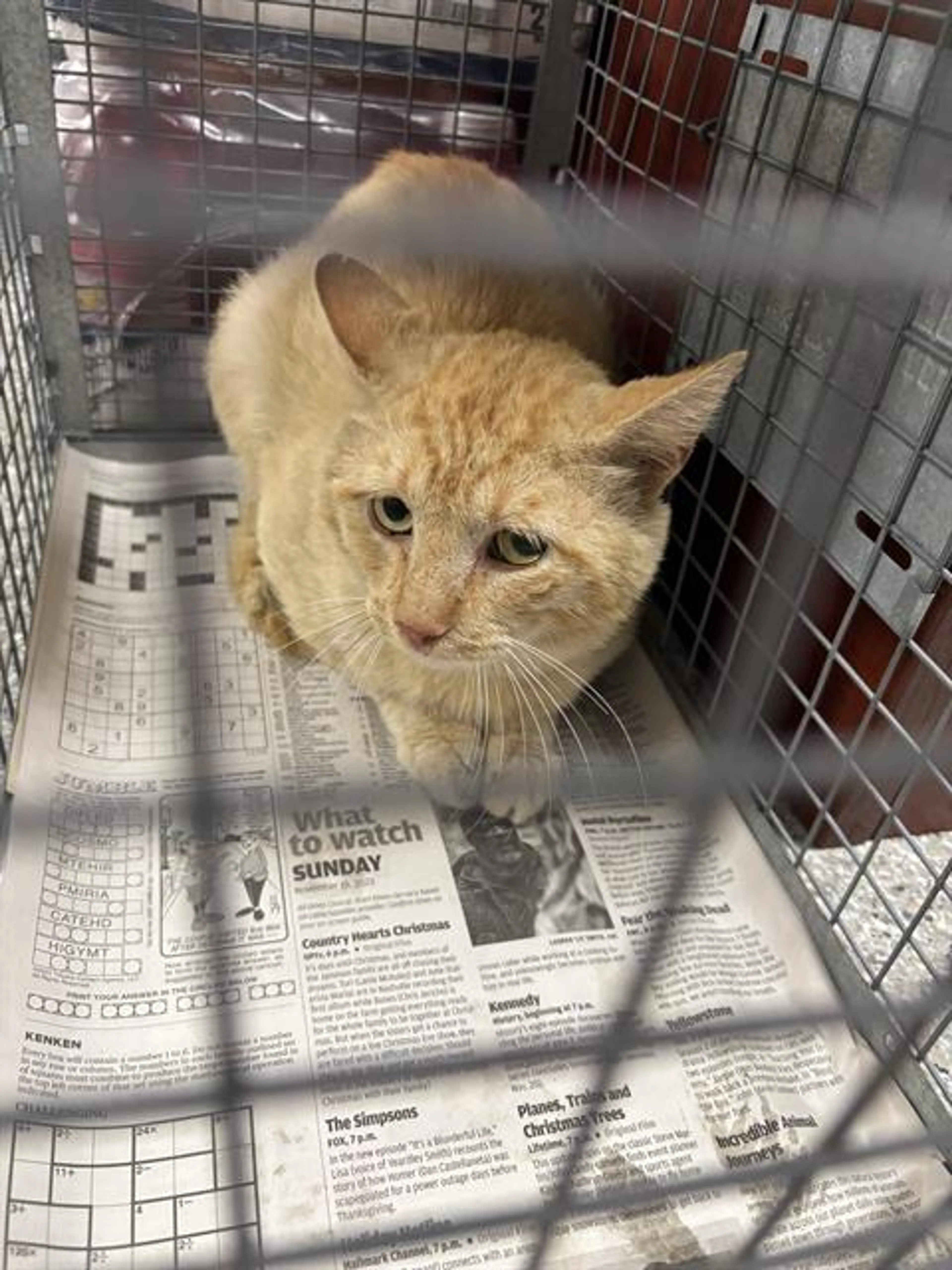 Found pet