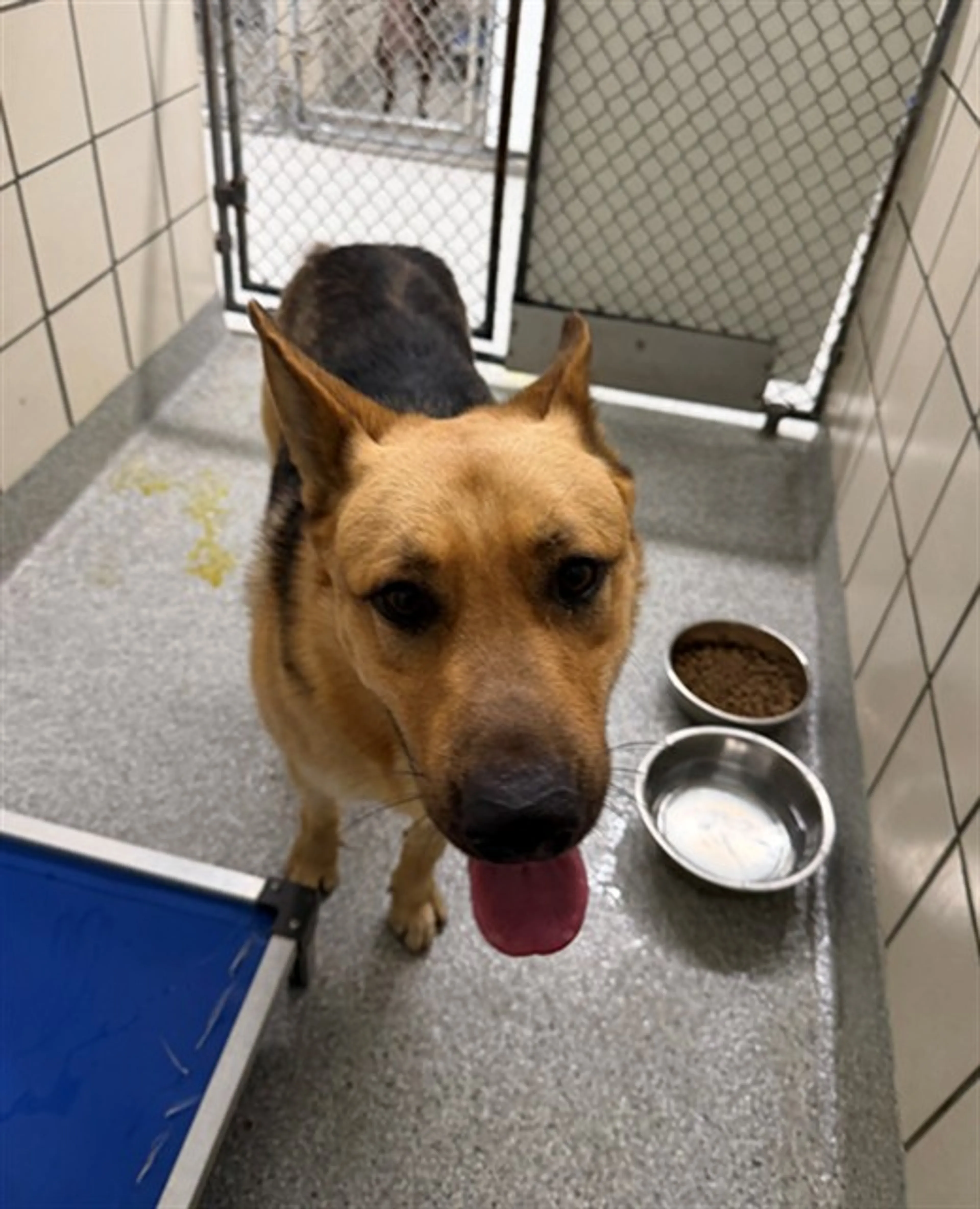 Found pet