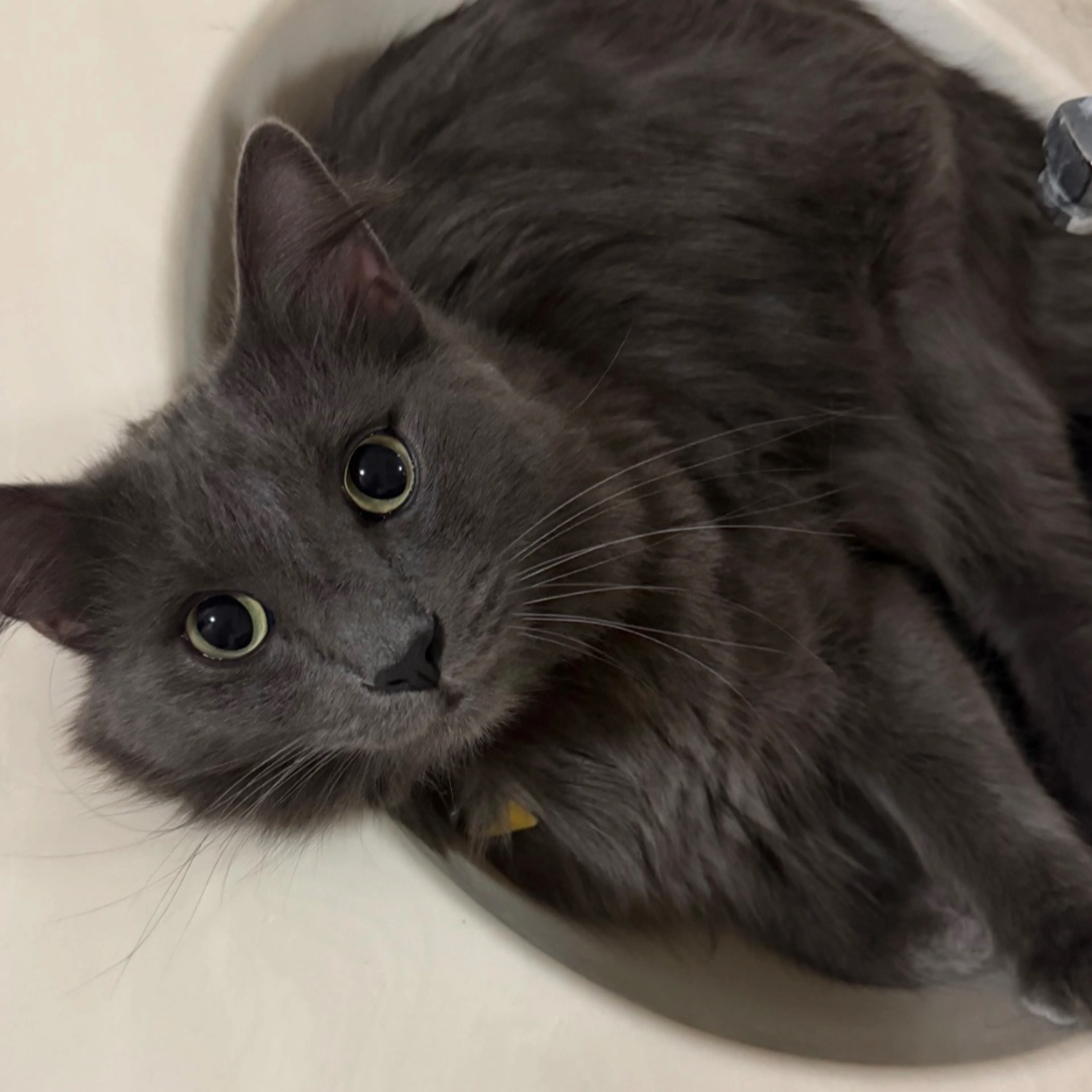 Lost pet-3