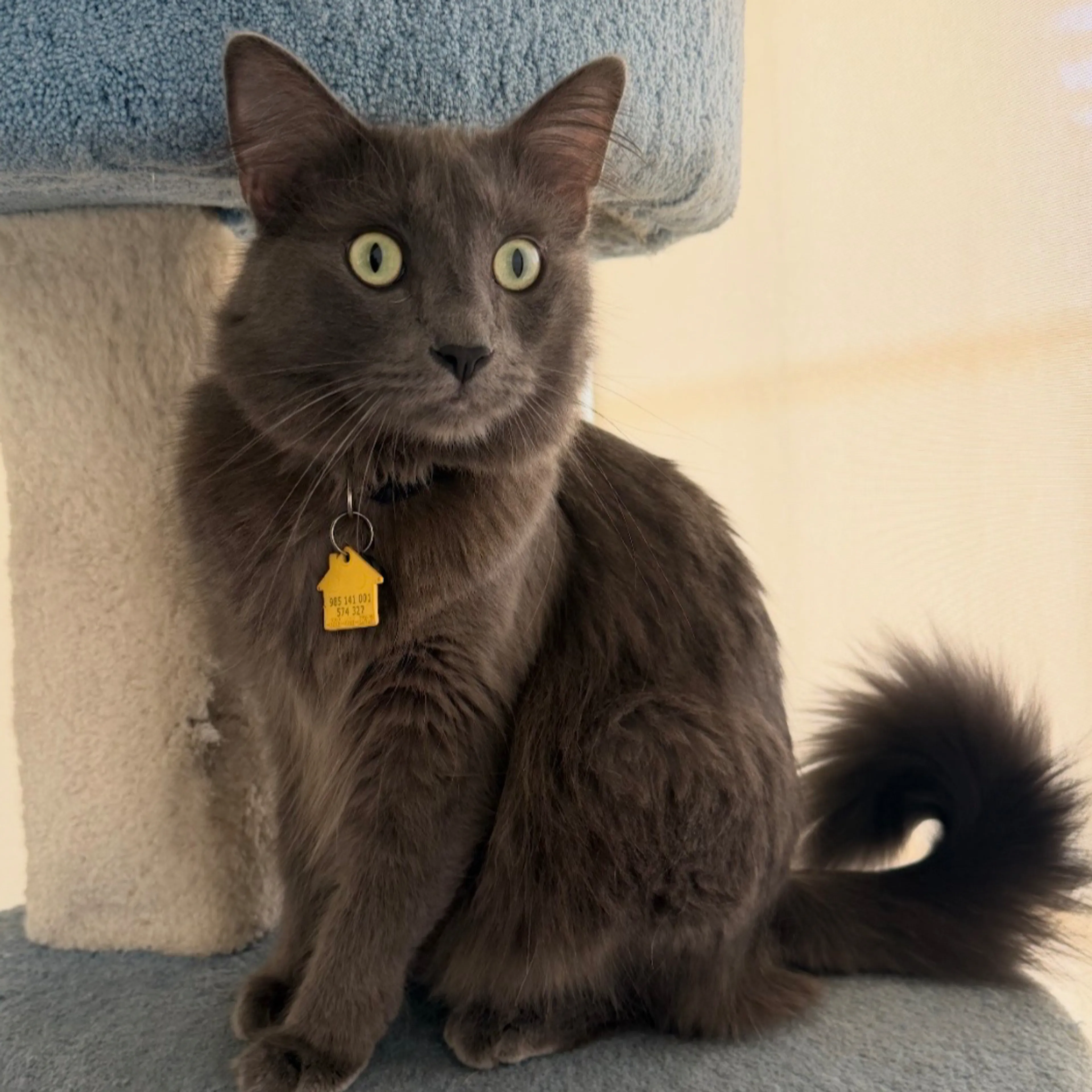Lost pet-1