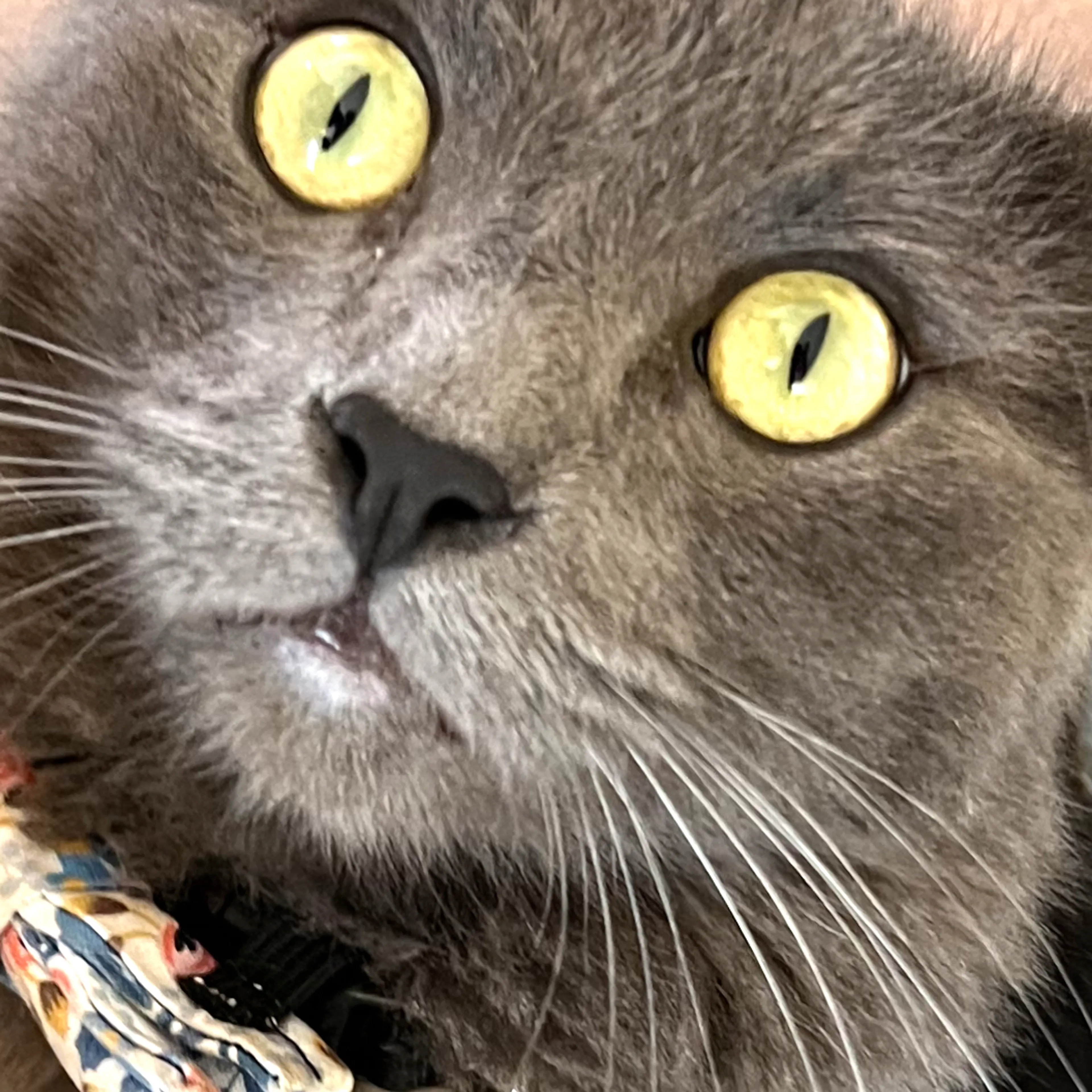 Lost pet-2