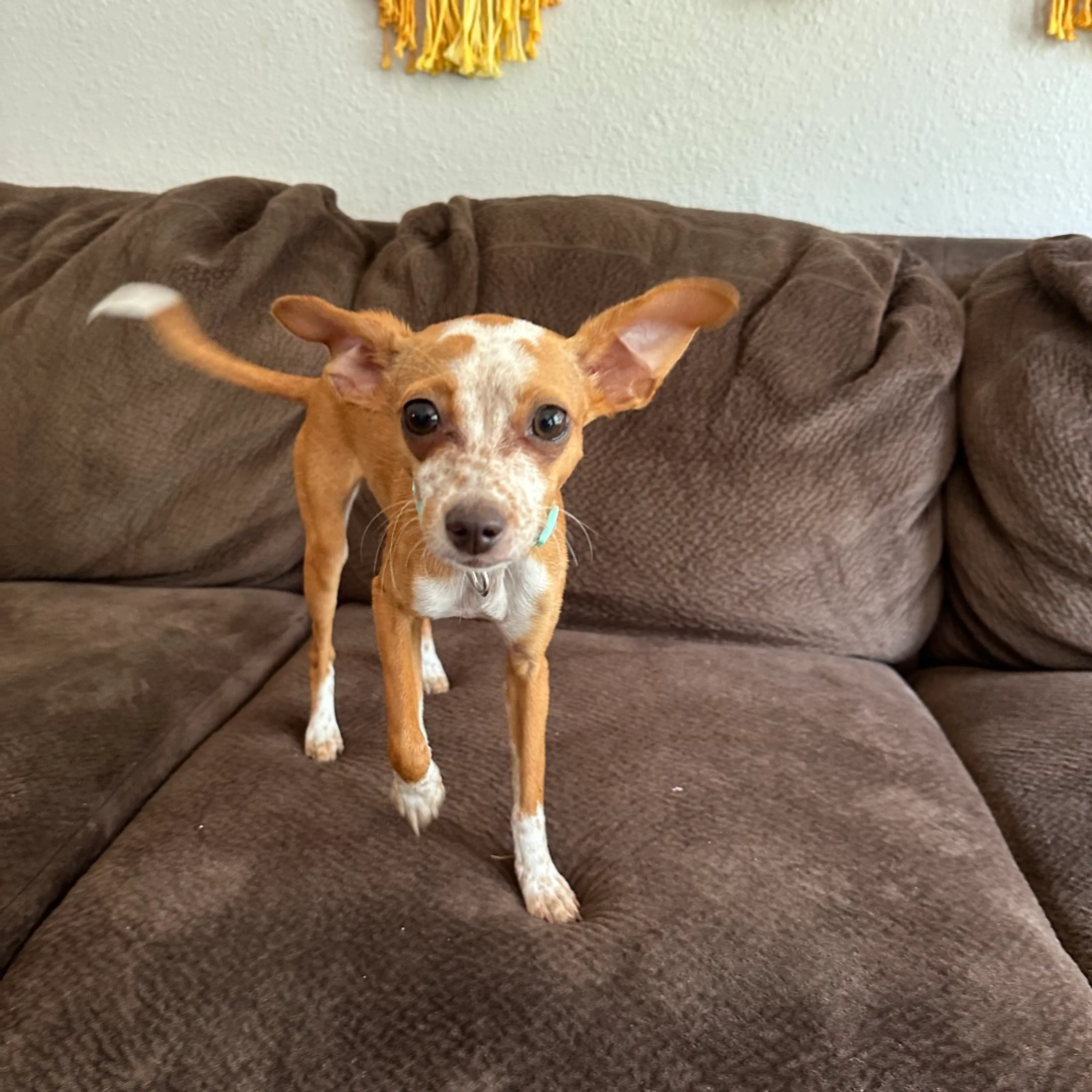 Found pet