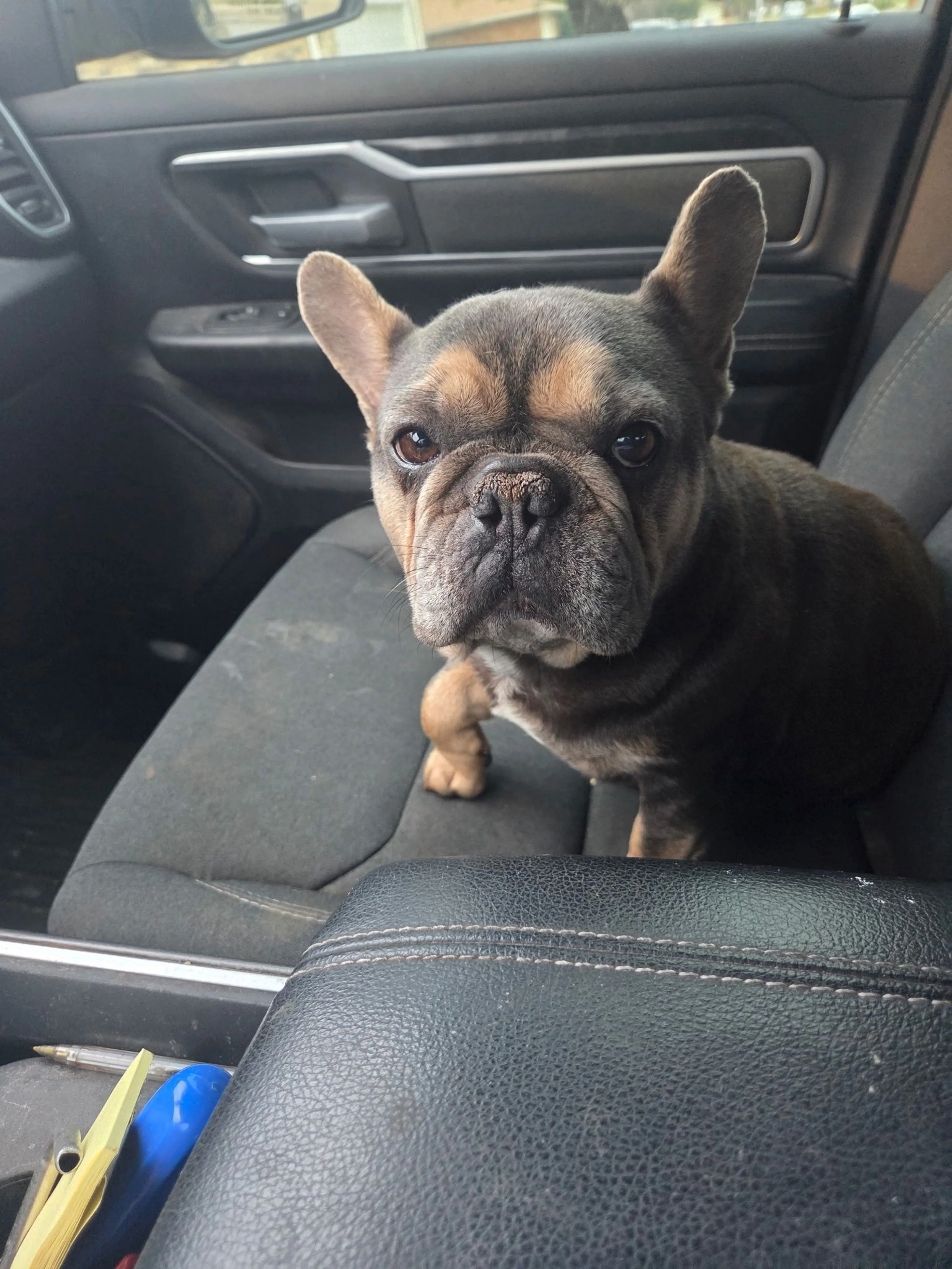 Lost pet