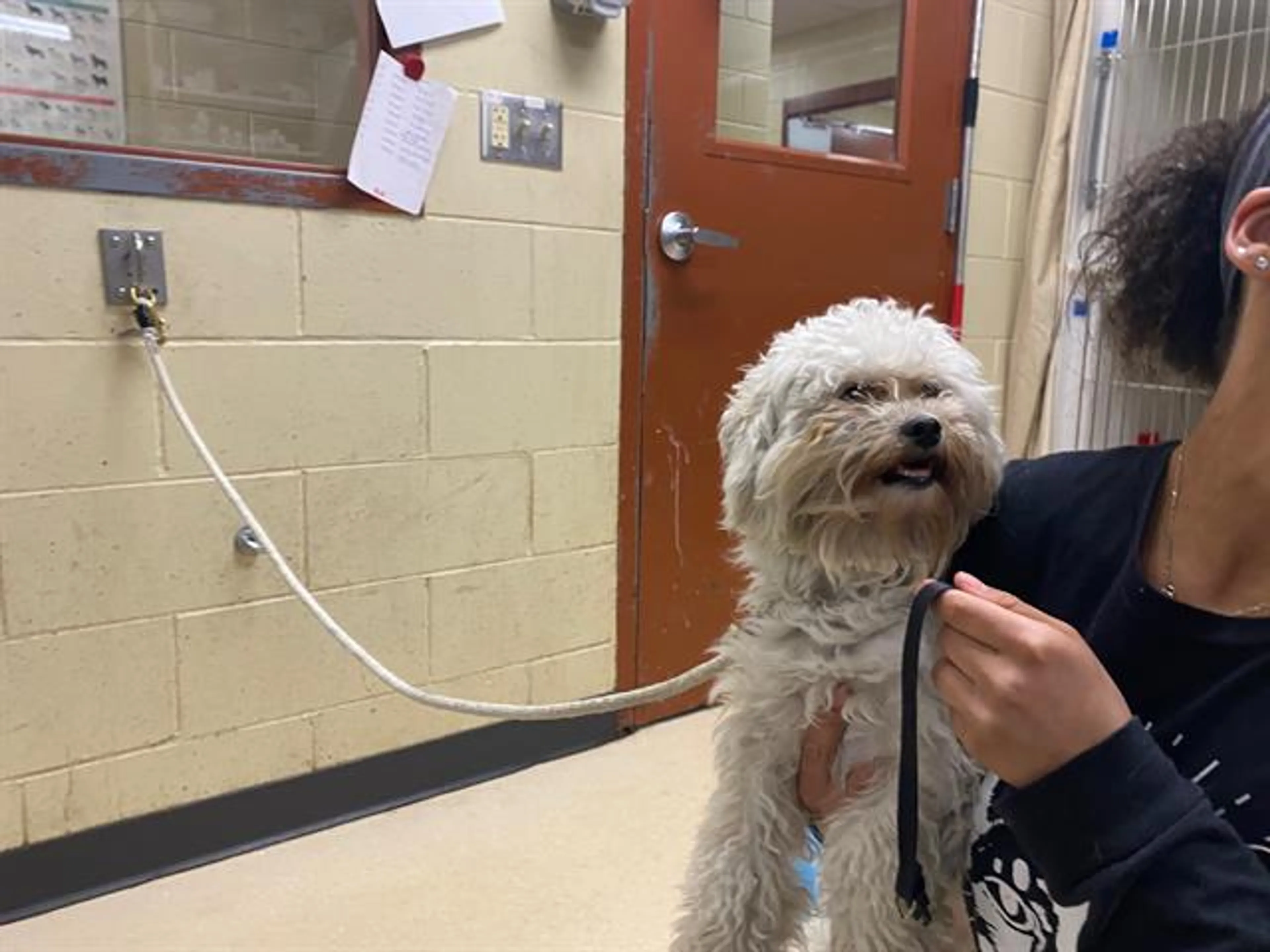 Found pet