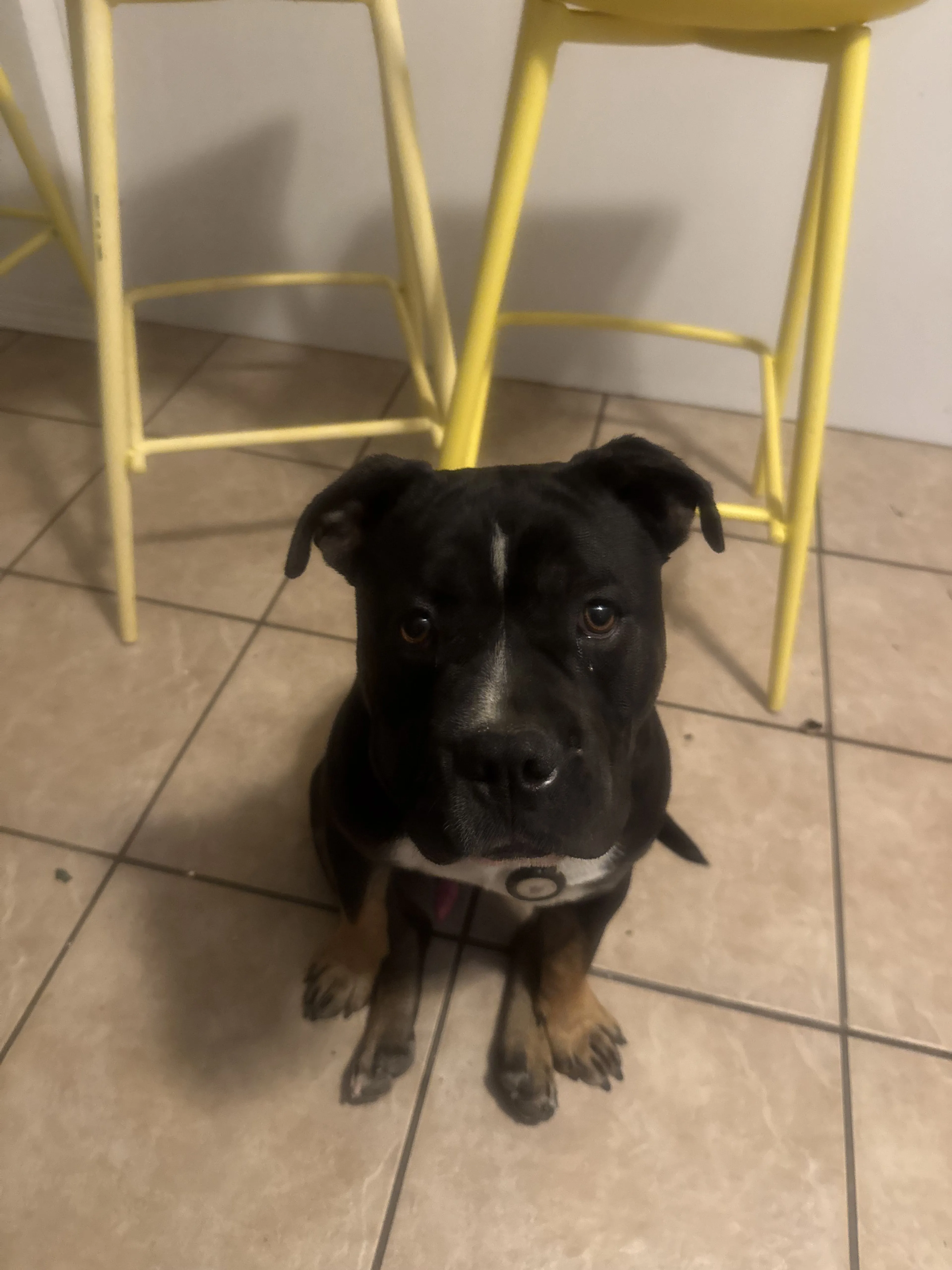 Lost pet-0