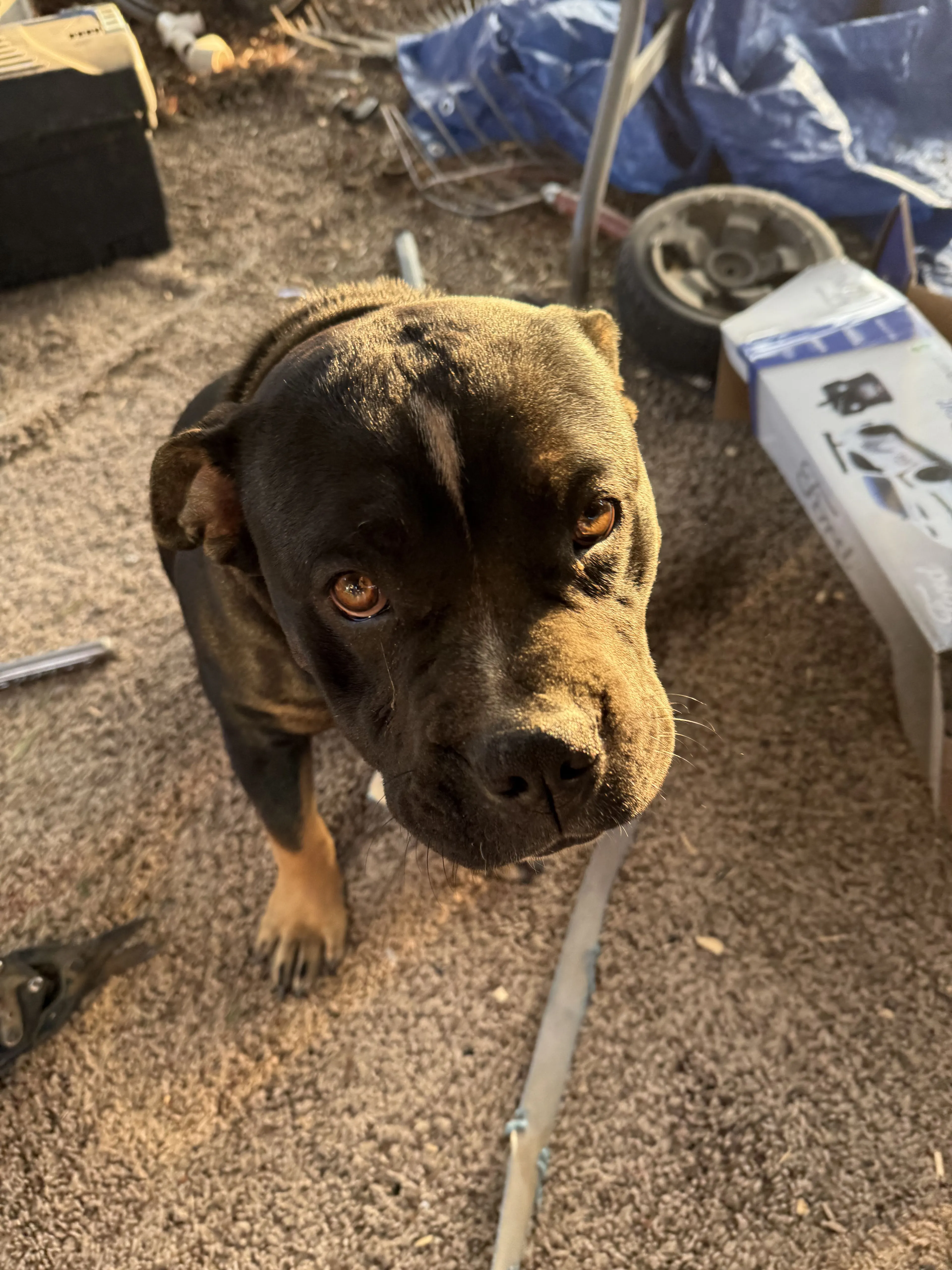 Lost pet-1