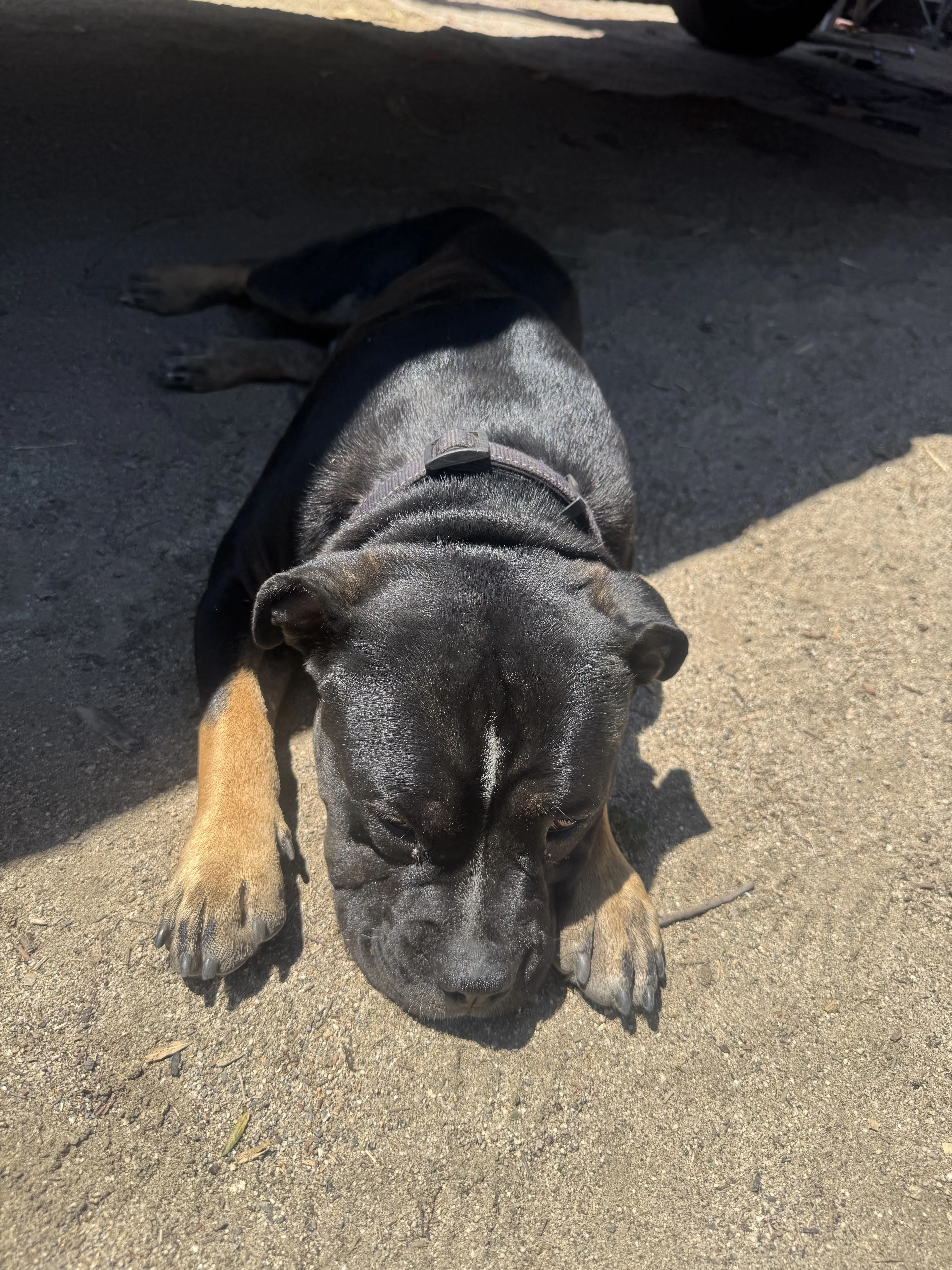 Lost pet-2