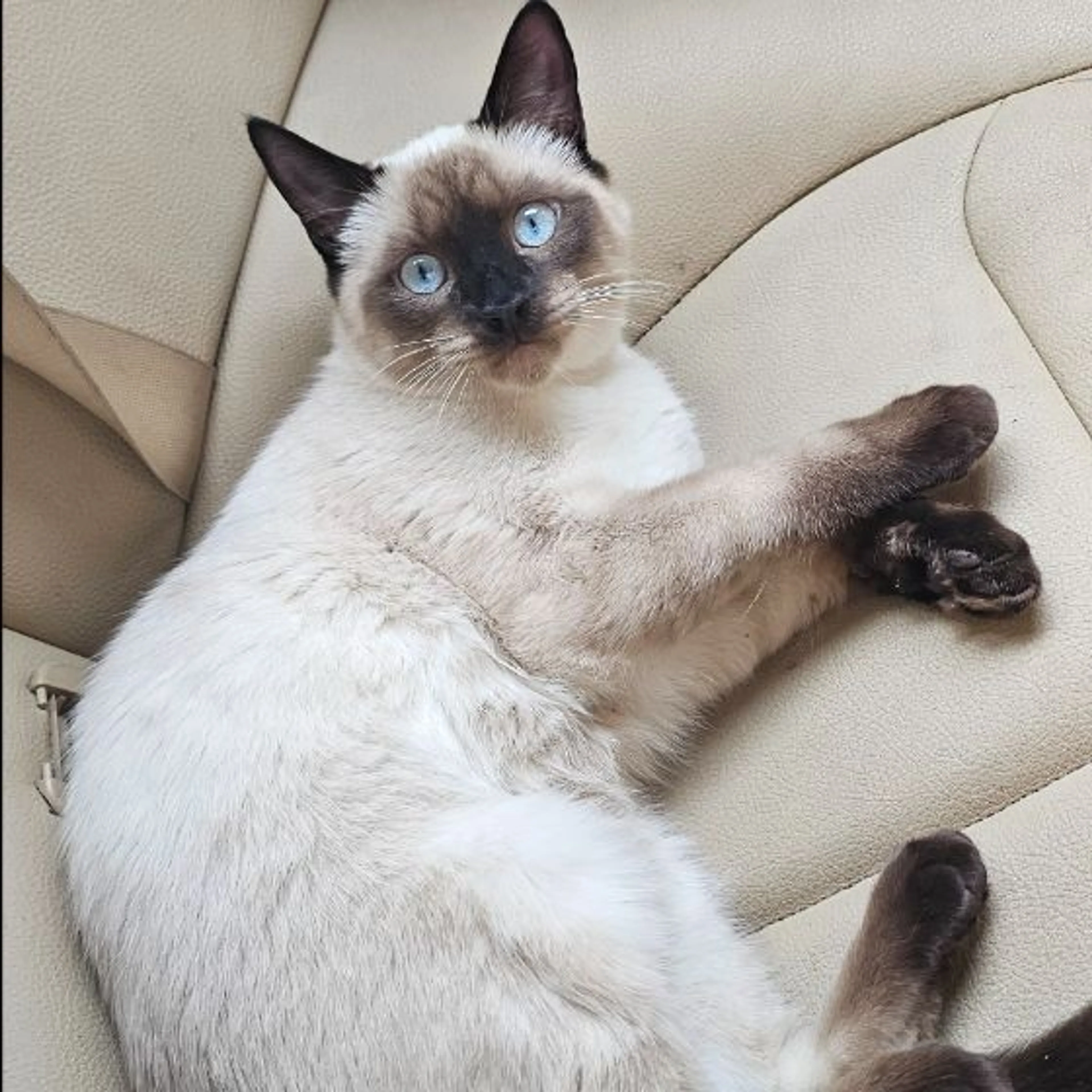Lost pet-0