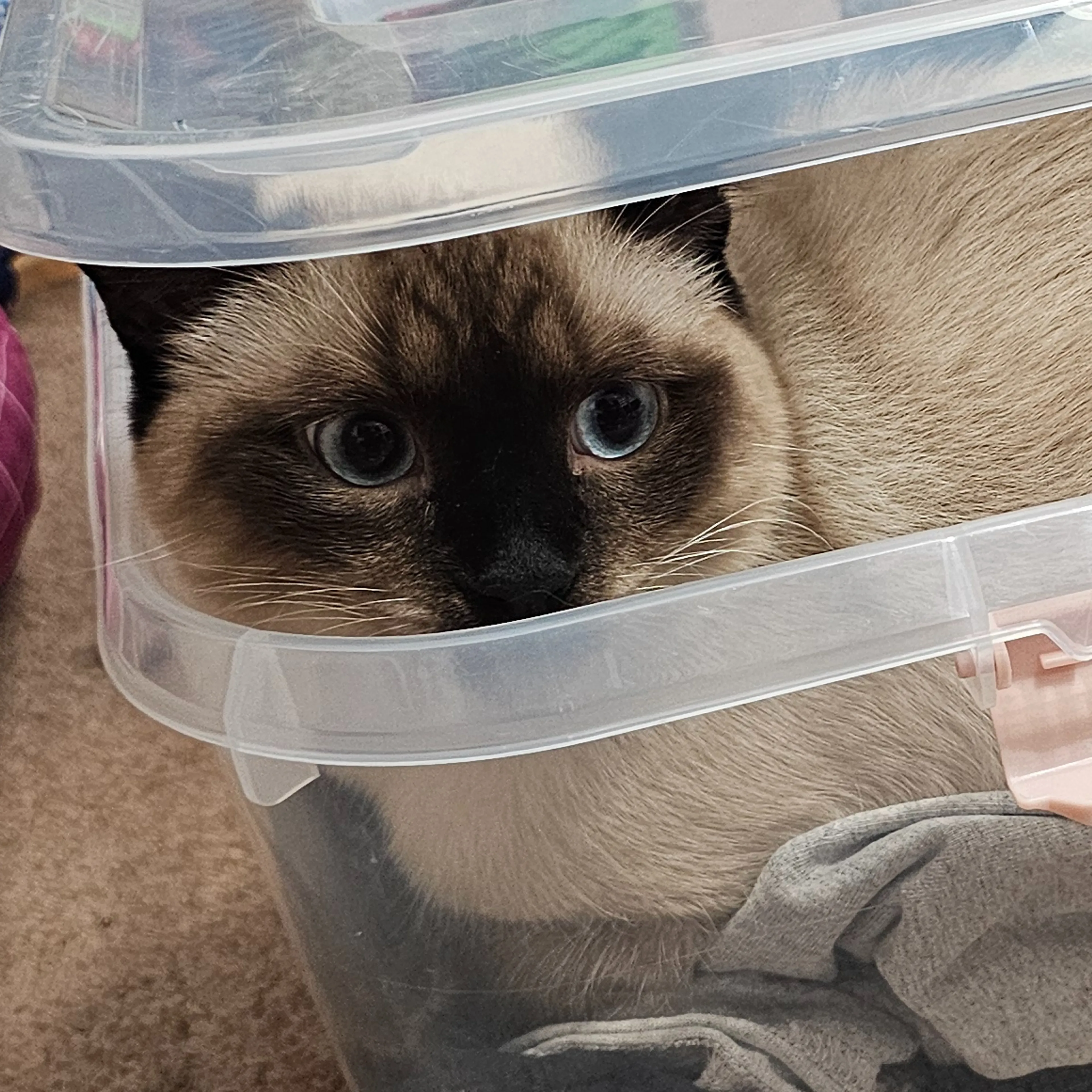 Lost pet-2