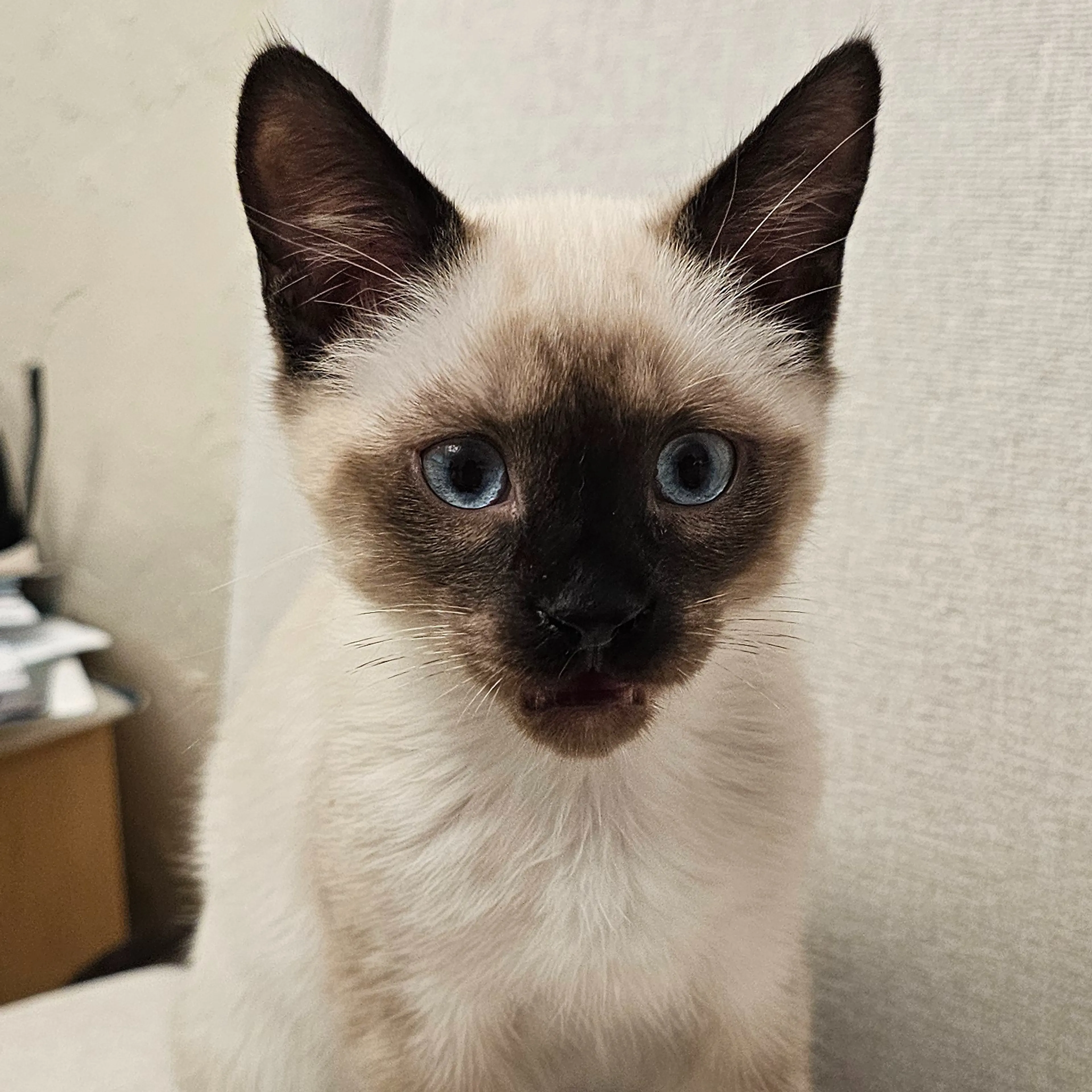 Lost pet-1