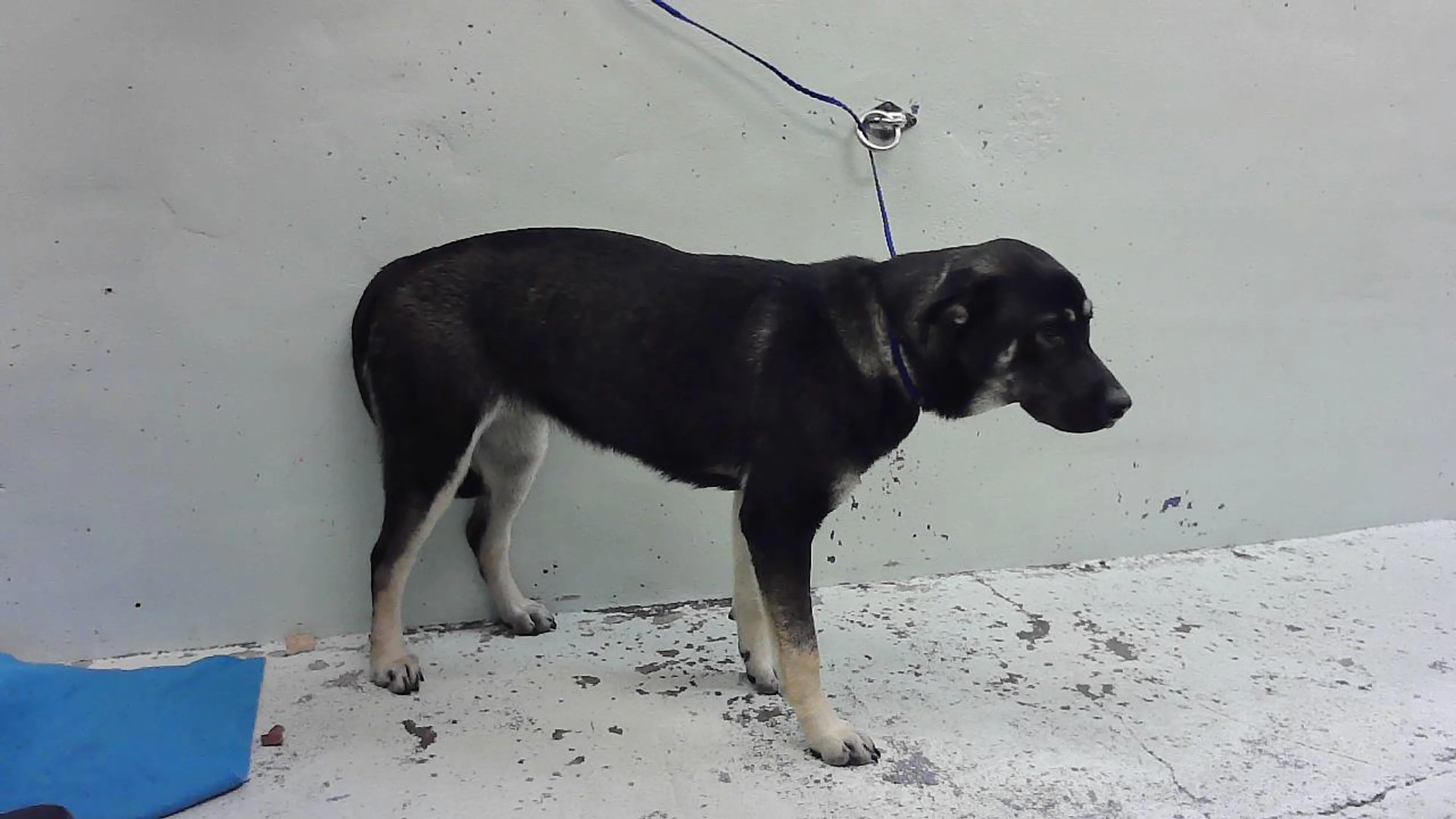 Found pet