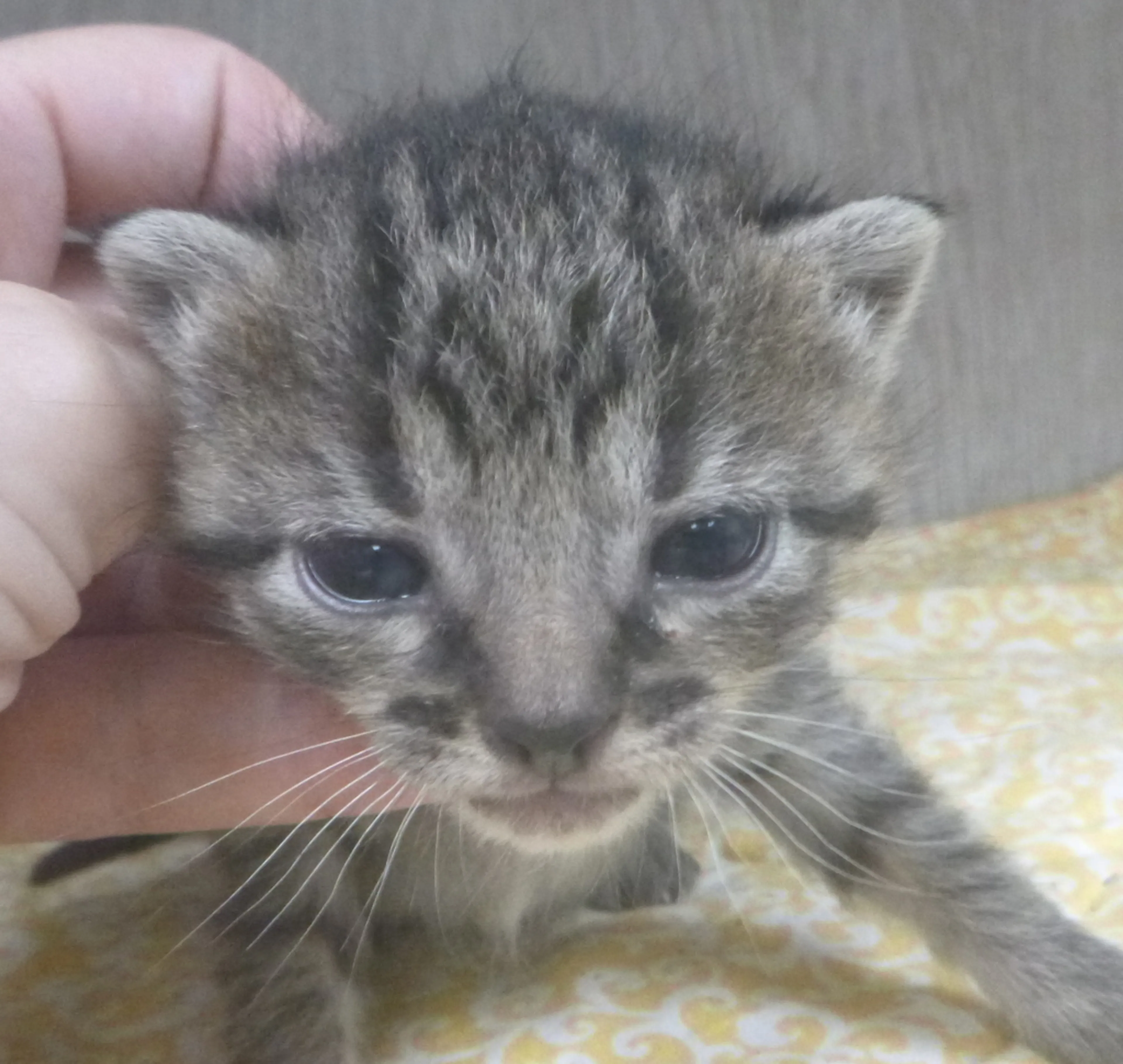 Found pet