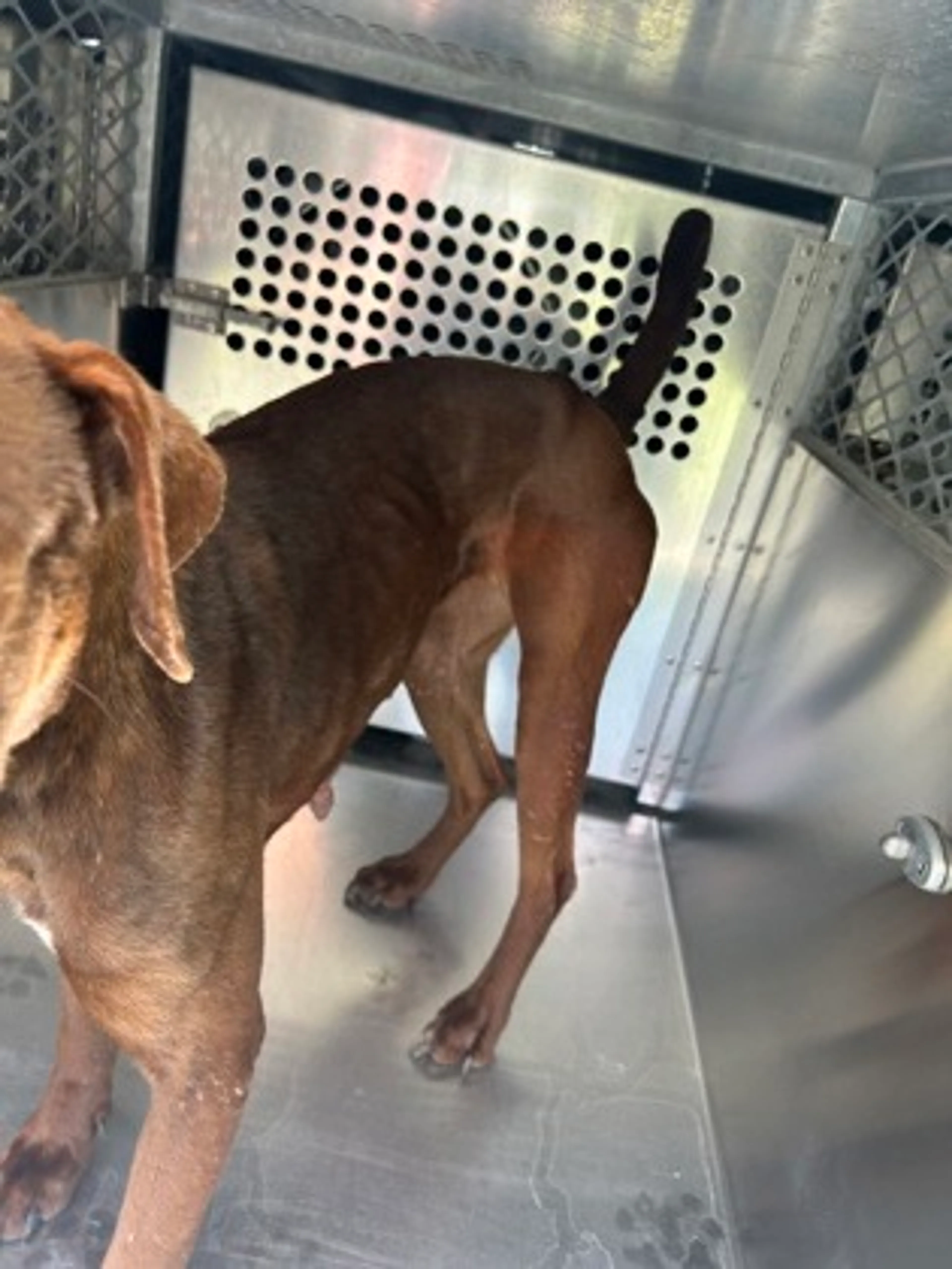 Found pet-1