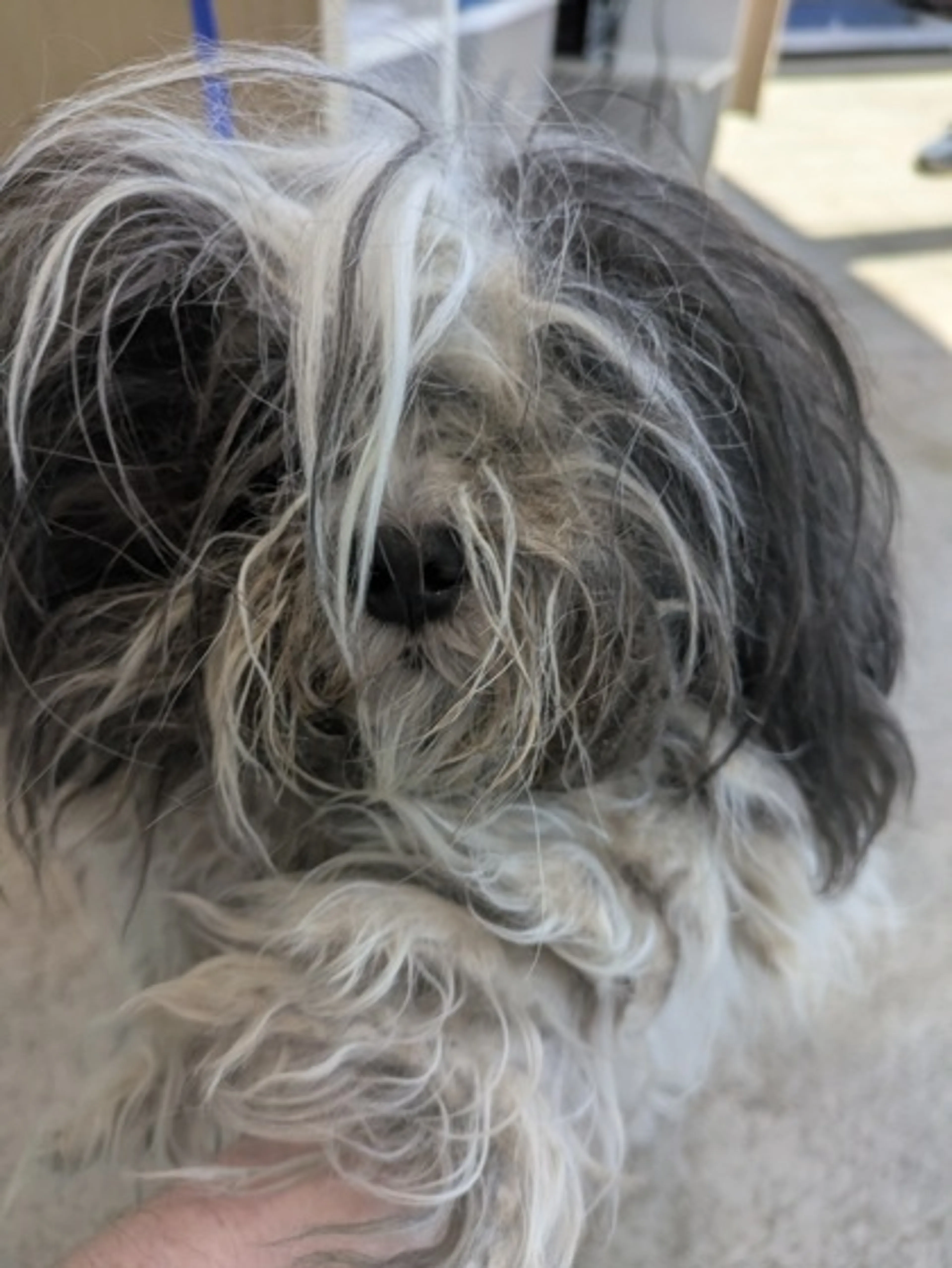 Found pet