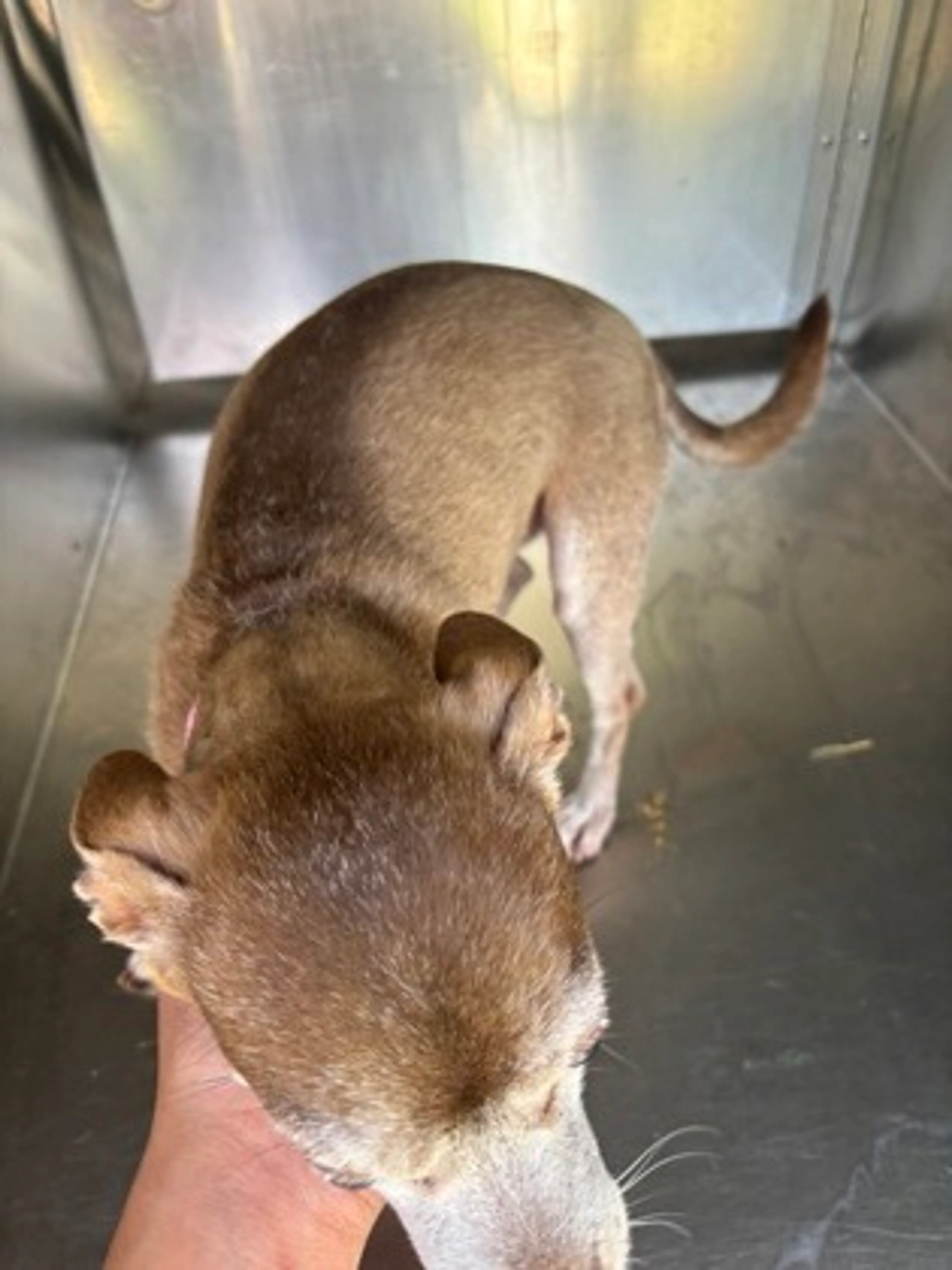 Found pet-1