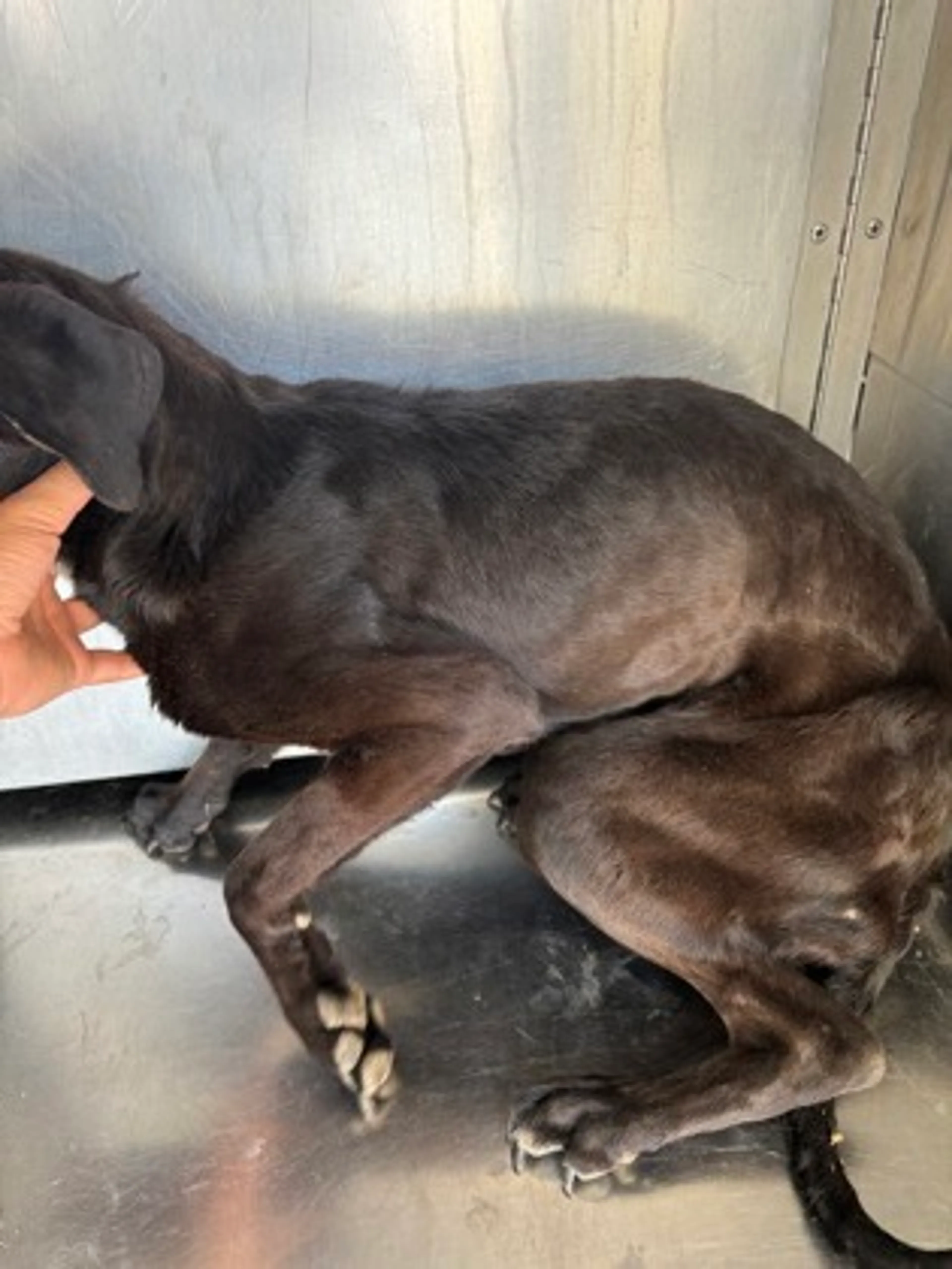 Found pet-1