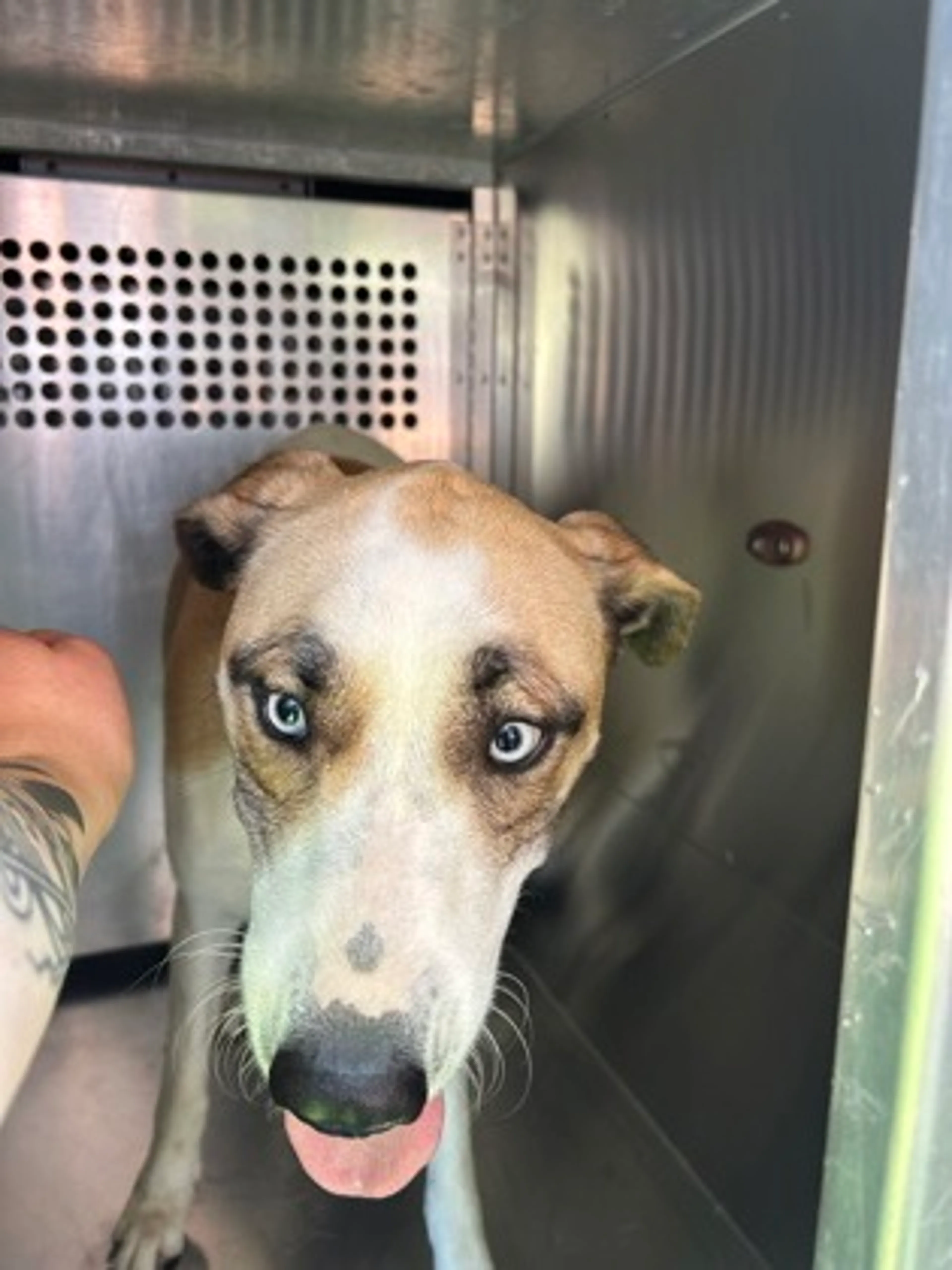 Found pet-1