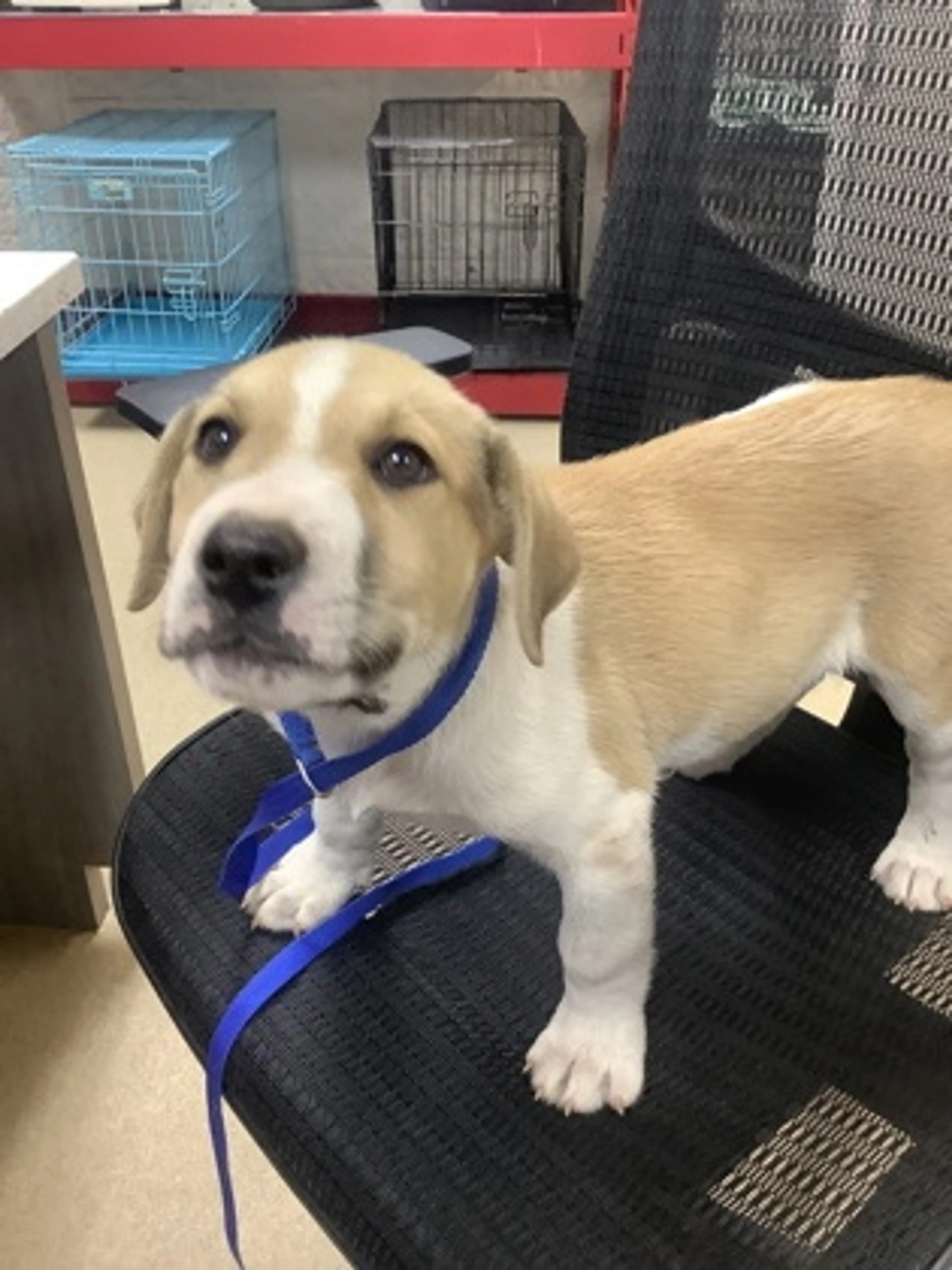 Found pet