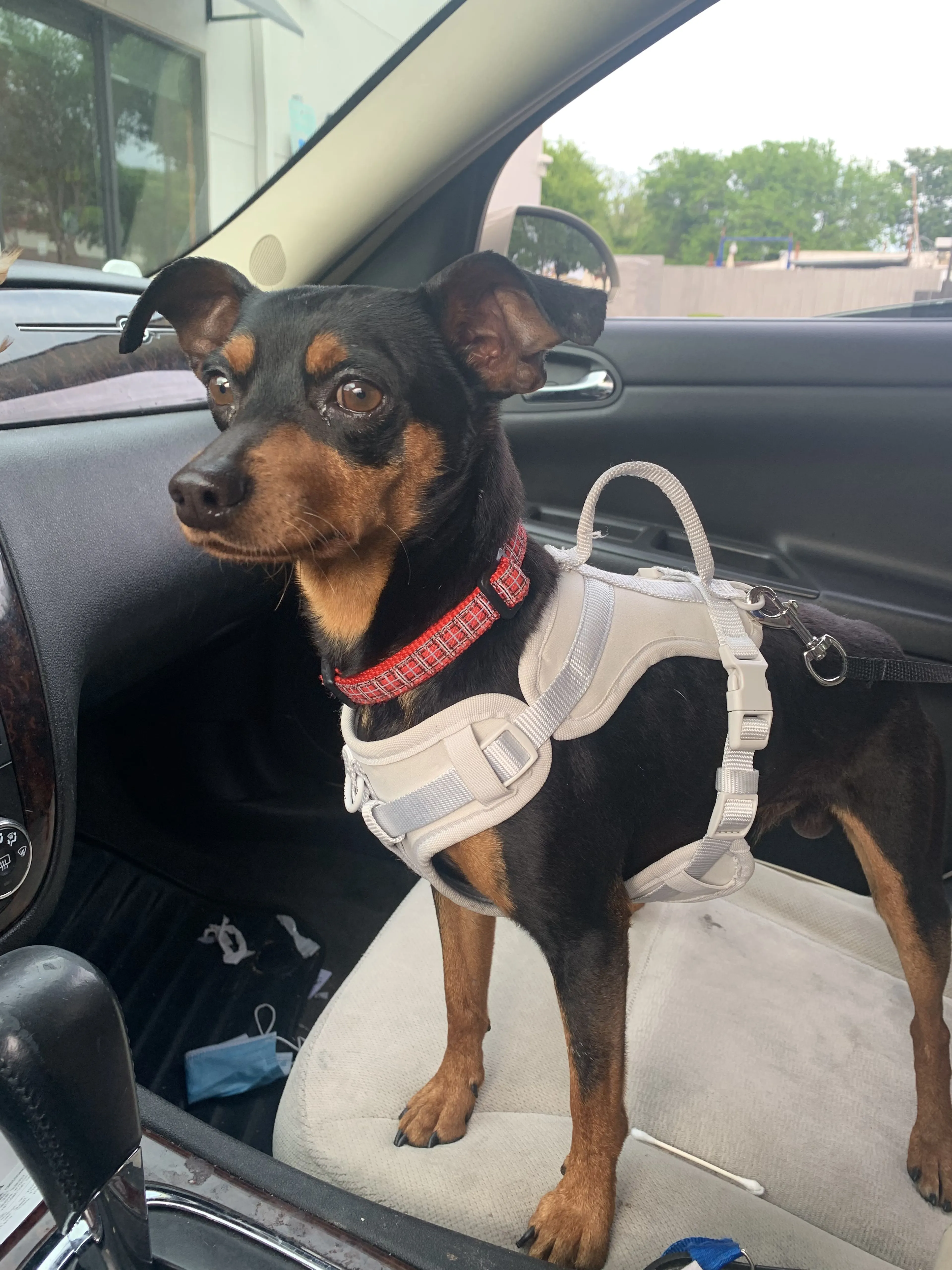 Lost pet-1