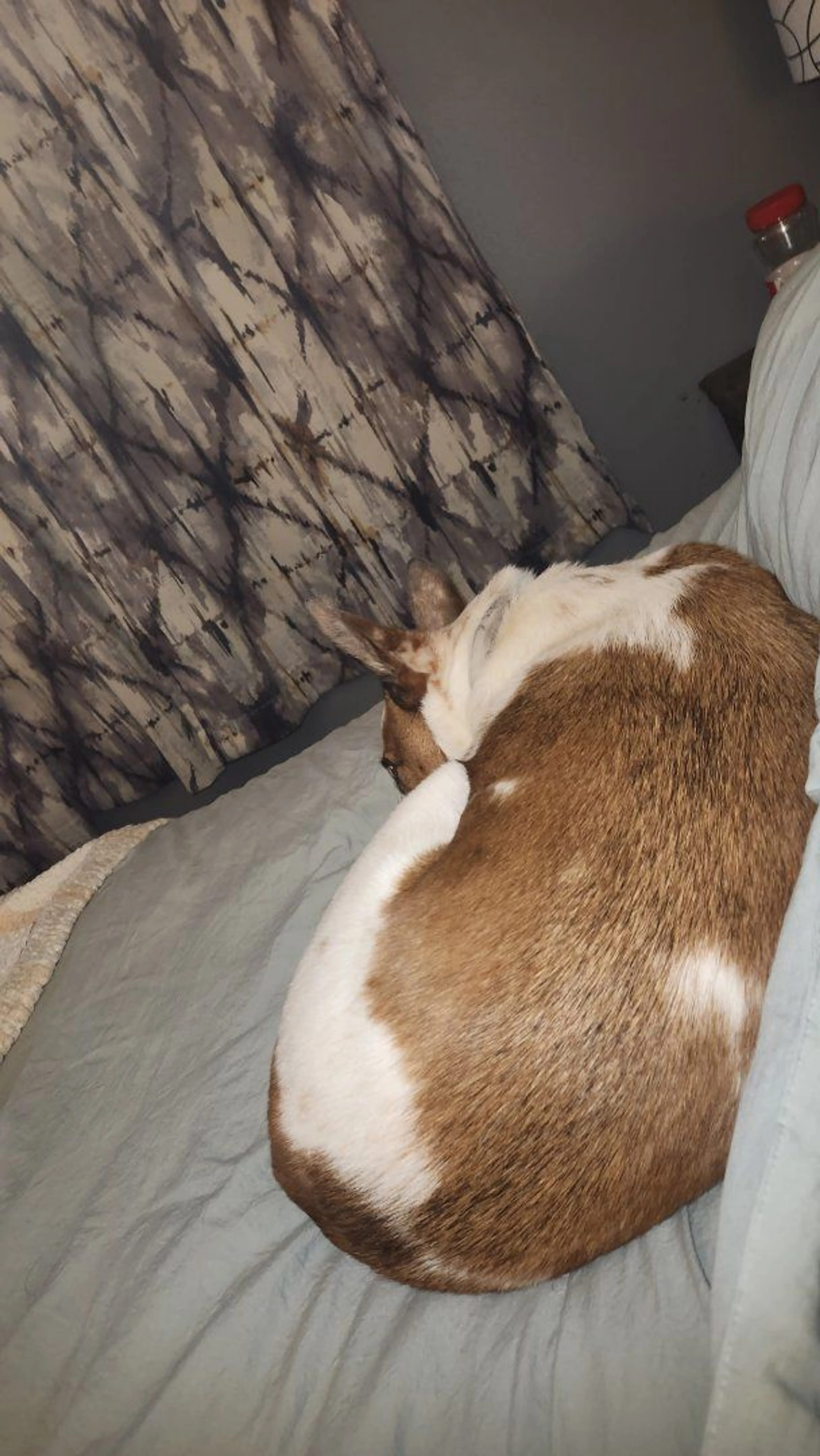Lost pet-2